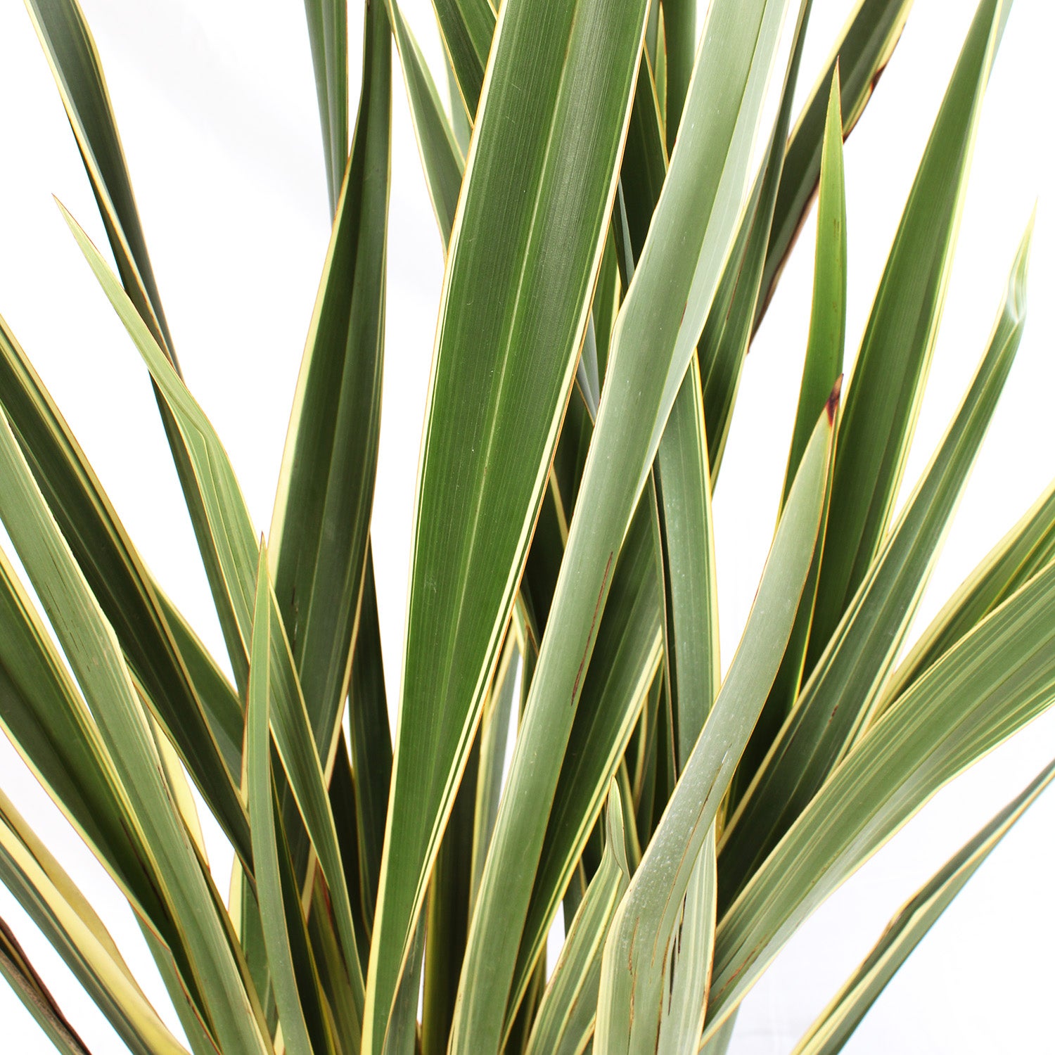 KENTIS - Phormium Tenax Variegatum - Piante da Esterno Resistenti Sempreverdi - Pianta da Giardino Terrazzo Perenne - H 125-150 cm Vaso Ø 30 cm - 2