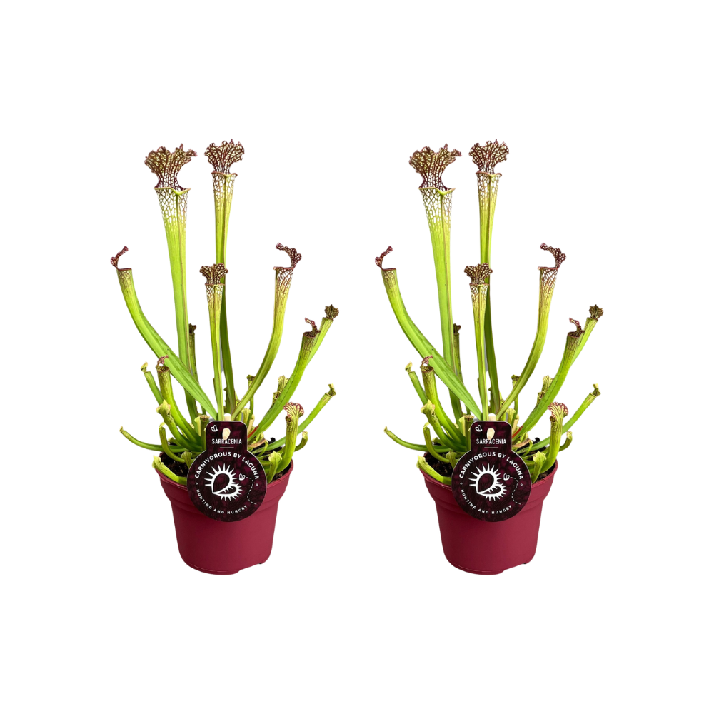 Sarracenia Farnhamii - Roślina owadożerna - Zestaw 2 szt - Doniczka Ø12 cm - Wysokość 40 cm