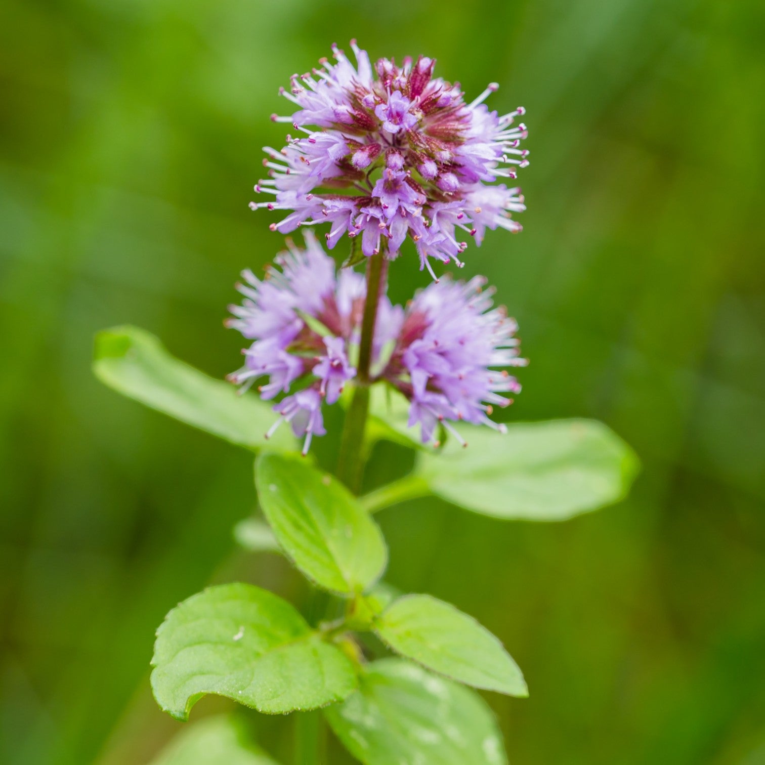 Menta Acquatica Mentha Aquatica Laghetto - Set 4 Piante con Cestello - Profumata e Rustica - 2