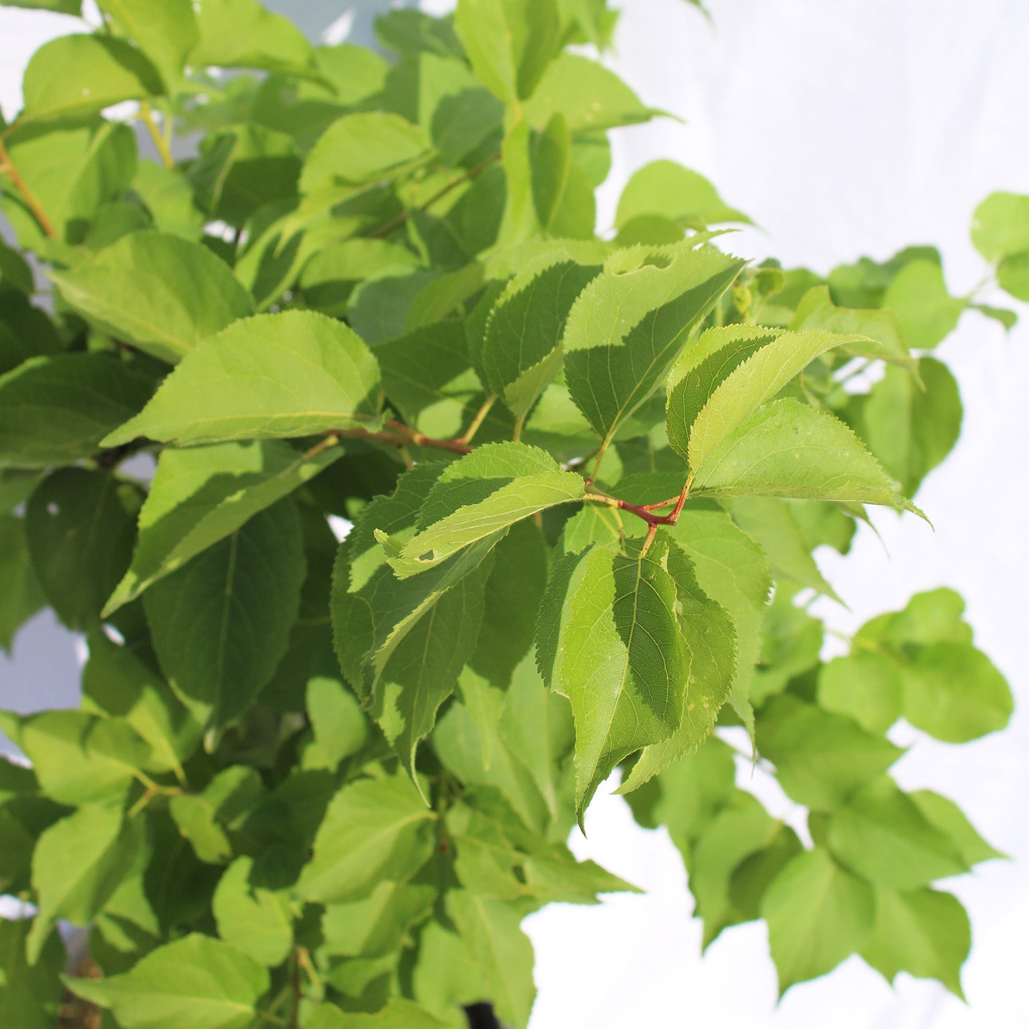 KENTIS - Abricotier nain - Prunus Armeniaca - Véritable Plante d'Extérieur - Plante Fruitière de Jardin - Pot Ø 24 cm - 3