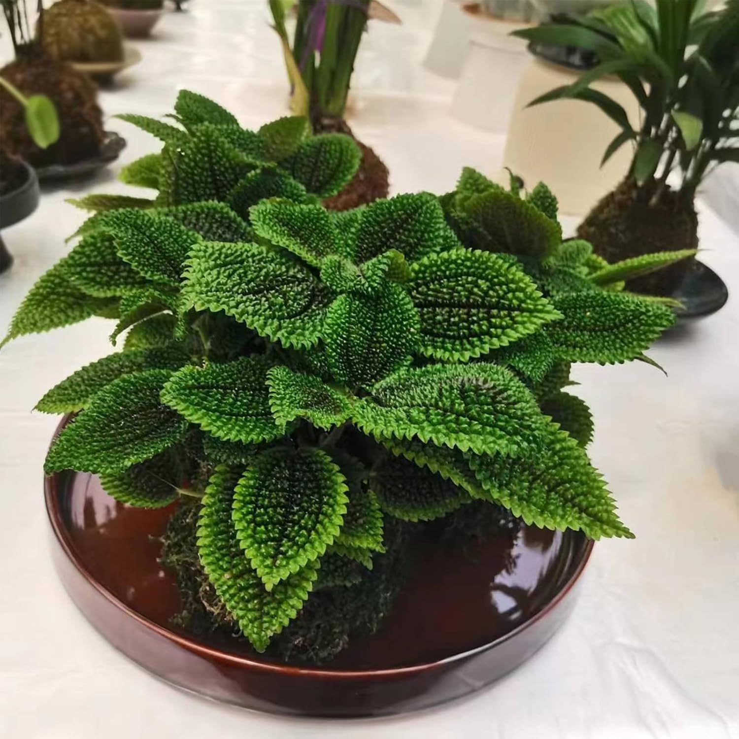 Plateau de pot de fleurs en céramique marron de diamètre extérieur 31 cm adapté au bac de drainage des fleurs d'intérieur et d'extérieur 1 - 3
