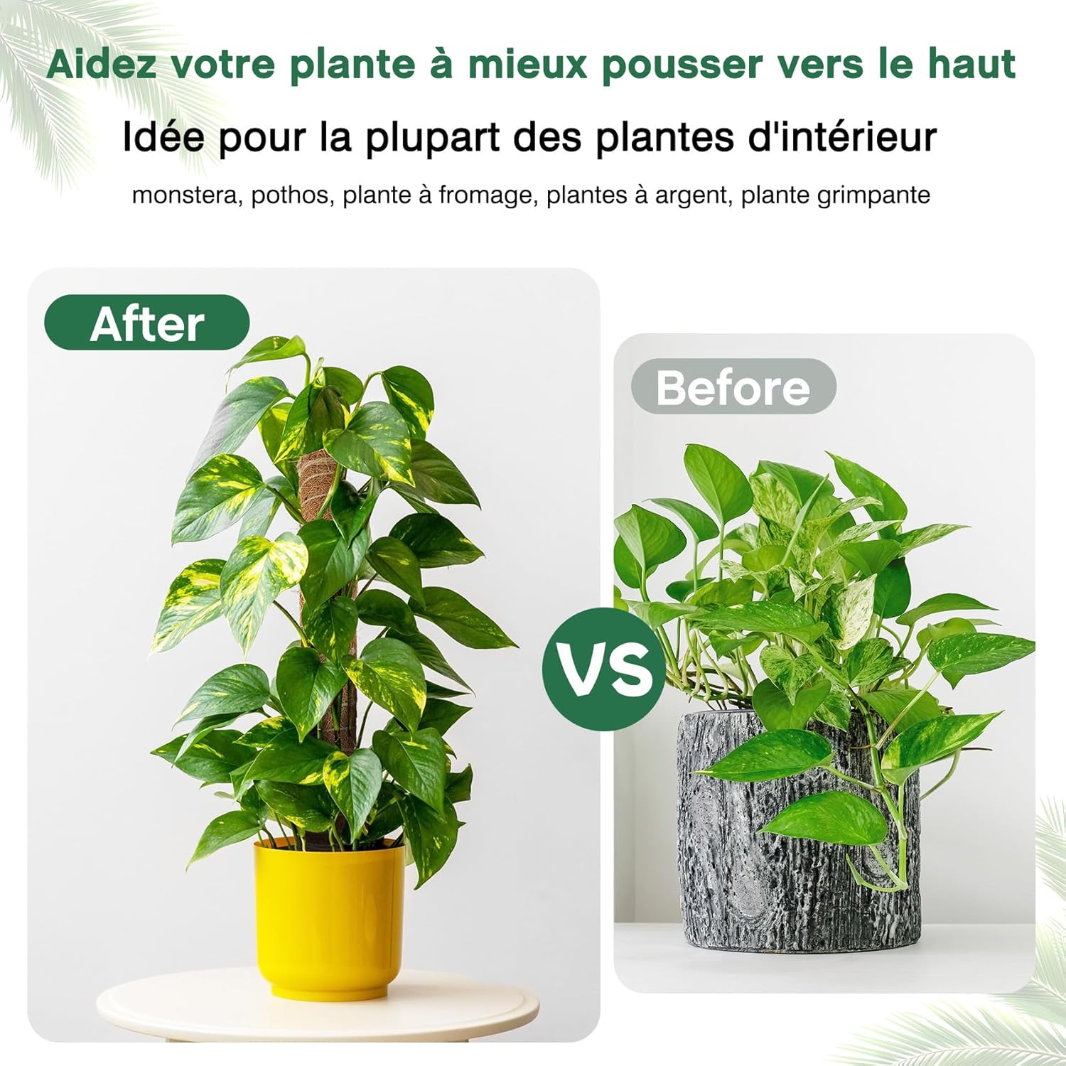 Lot de 4 Tuteurs pour Monstera–40cm(Extensibles jusqu'à 193 cm)–En Fibre de Coco–Support Modulable pour Plantes Grimpantes–Idéal pour Monstera - 2