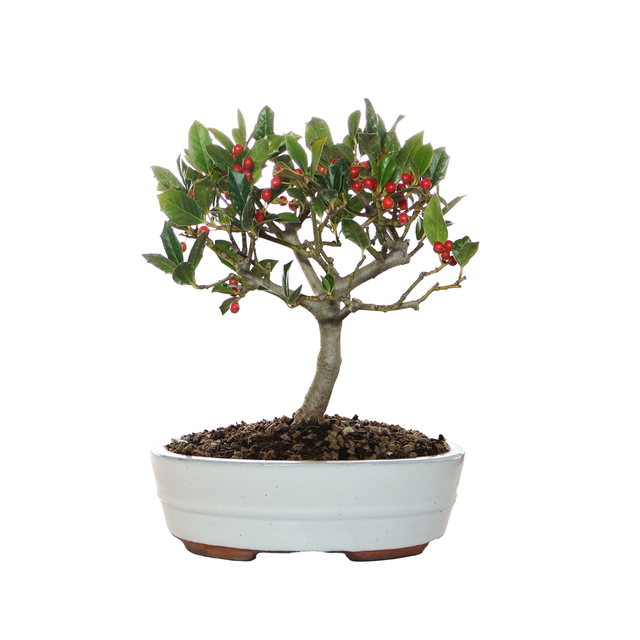 KENTIS - Bonsai di Agrifoglio - Ilex Nellie Stevens - Piante Vere da Esterno Balcone Terrazzo - H 25/30 cm Vaso Ø 21 cm
