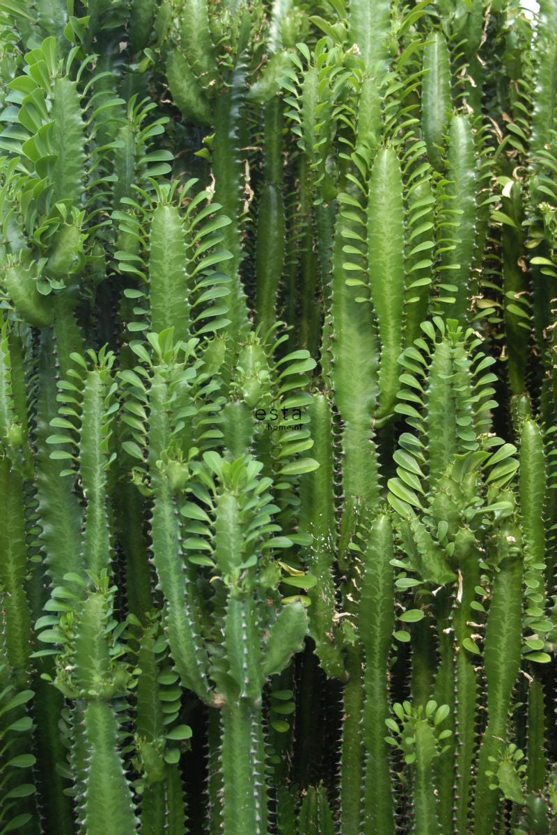 Fotomural pared de cactus de la jungla tropical verde selva tropical - 1,86 x 2,79 m - estahome