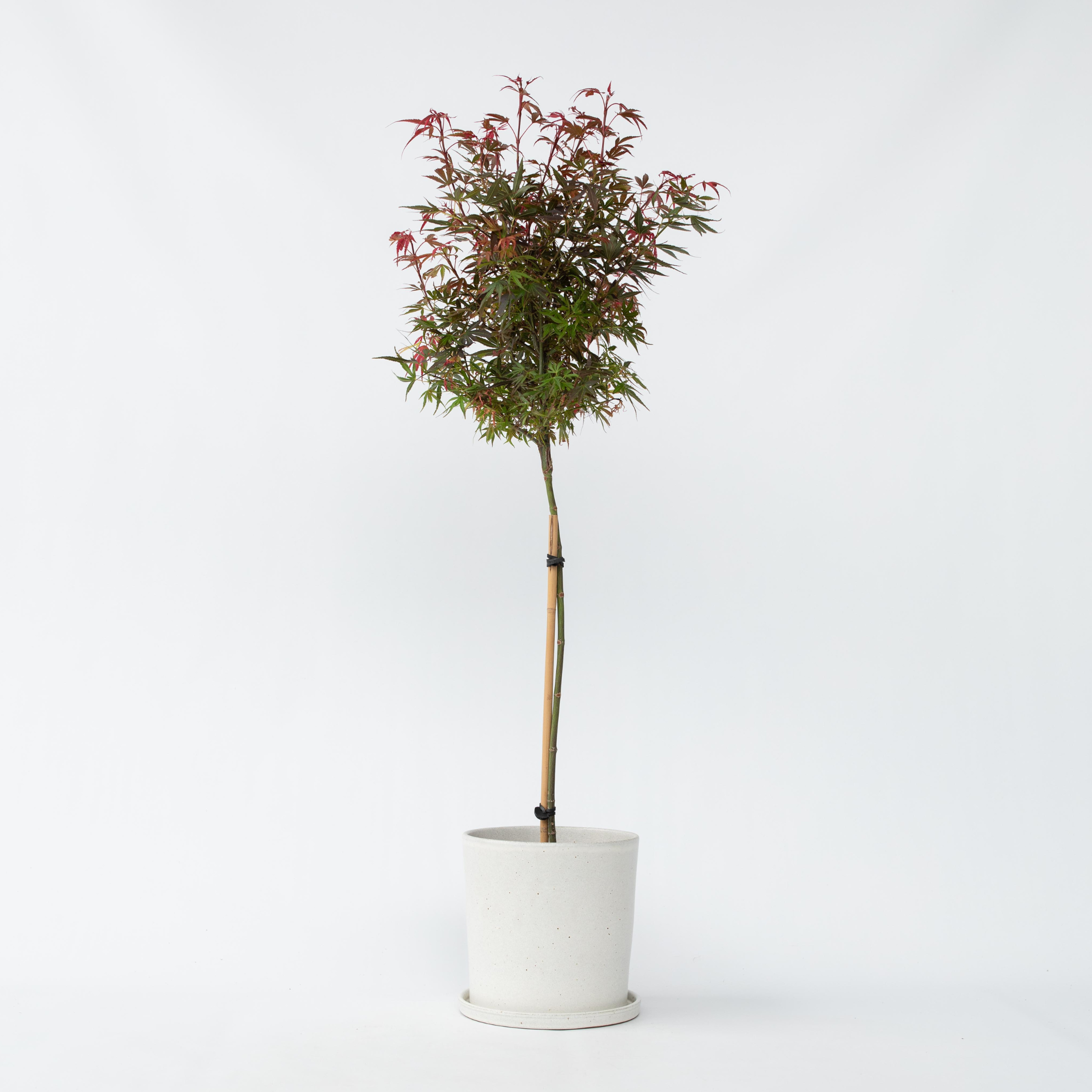 Érable du Japon - Acer palmatum 'Shaina' - Hauteur 80-90cm - ⌀19cm - 6