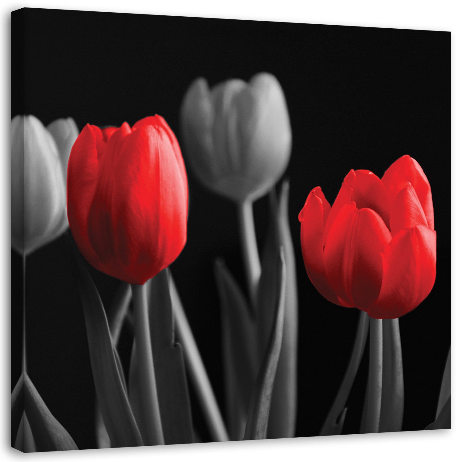 Obraz na płótnie, Czerwone tulipany 30x30