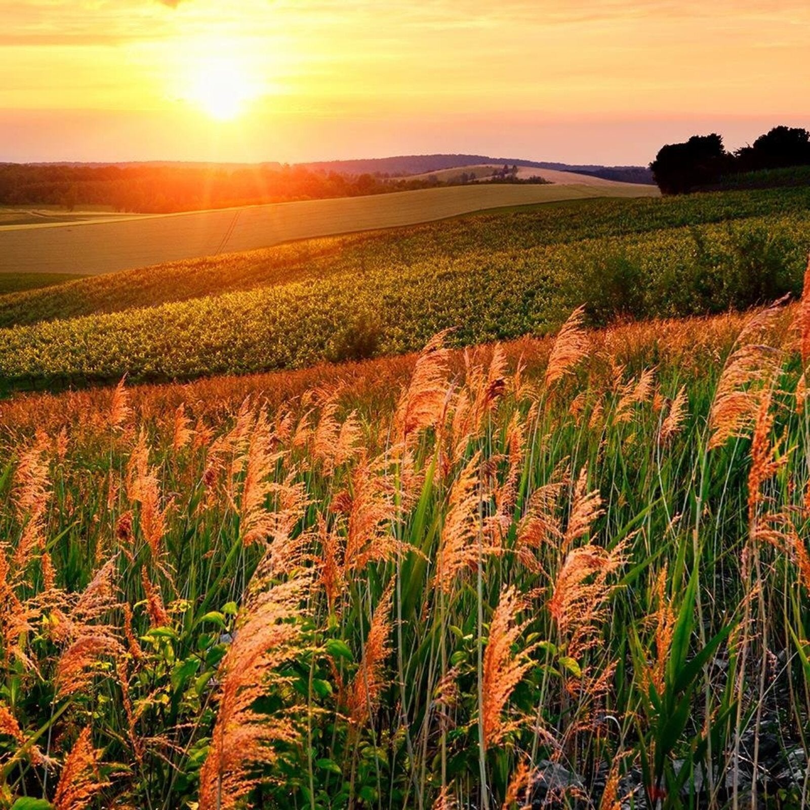 Tableau fenêtre, golf - 60 x 40 cm - 3