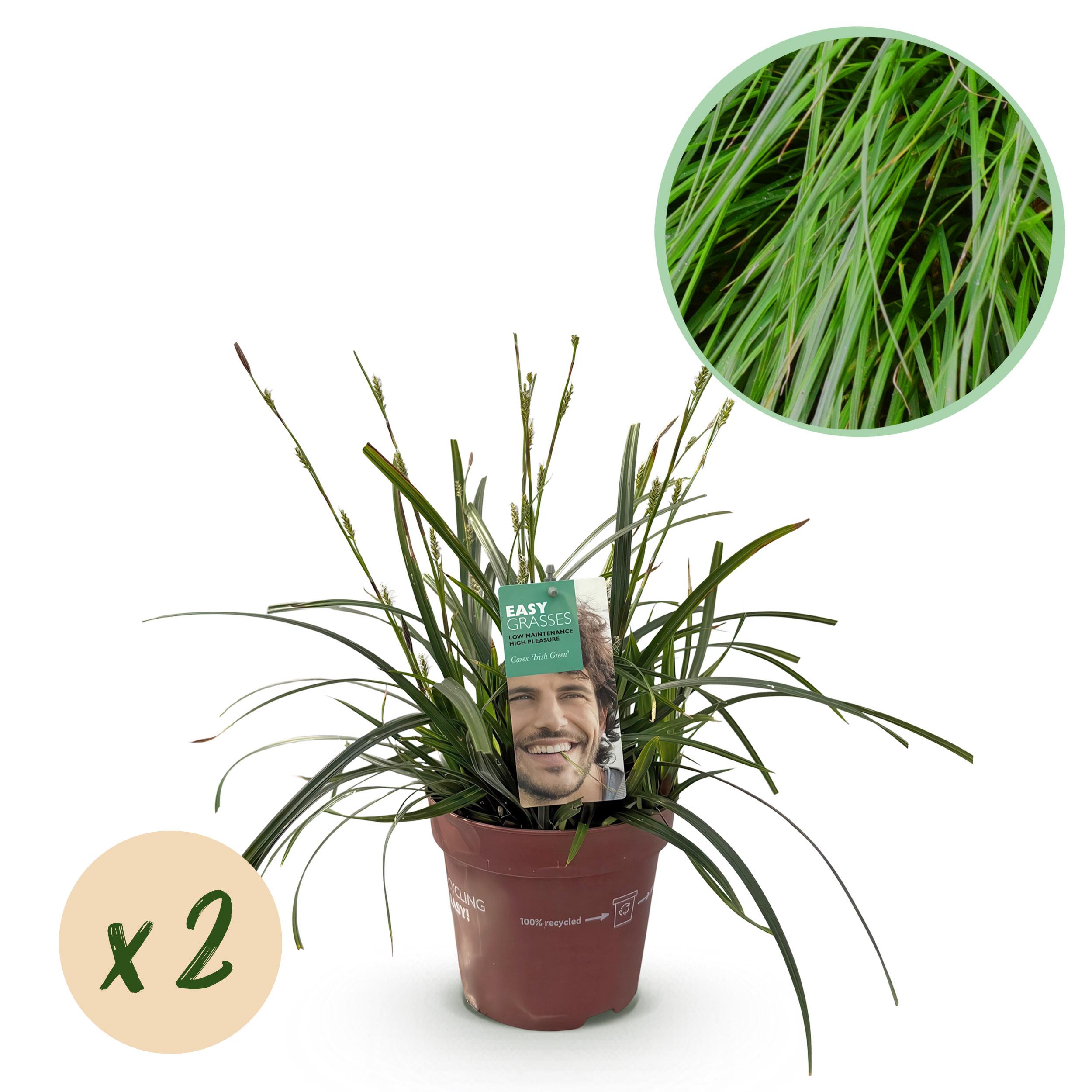 Carex oshimensis Intense Green – Trawa ozdobna zielona – Zimozielona – 2 rośliny – Doniczka 17 cm – Wysokość 50 cm