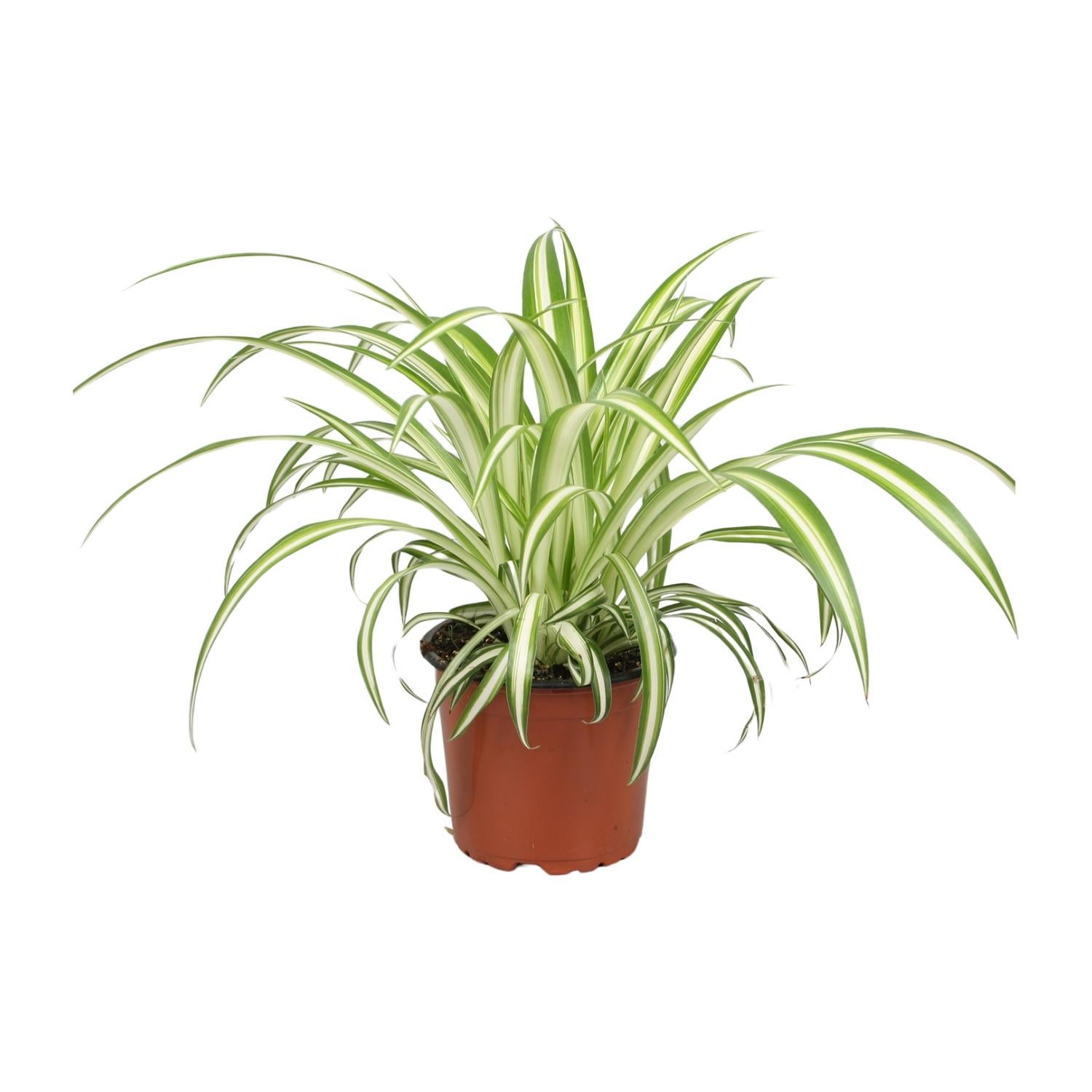 Chlorophytum 12 cm - Łatwa w pielęgnacji roślina pająk do wnętrz