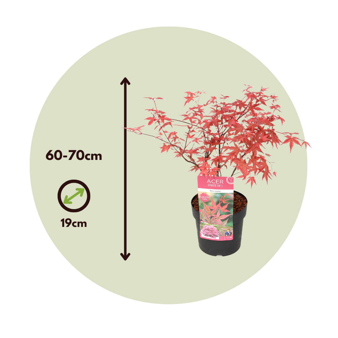 Érable du Japon - Acer palmatum 'Beni Maiko' - Hauteur 60-70cm - ⌀19cm - 2