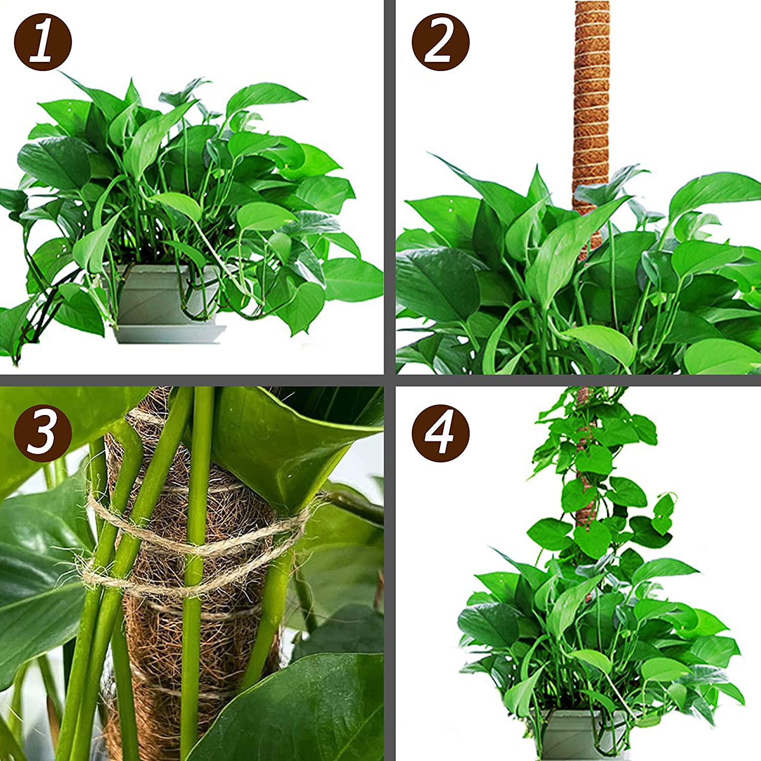 Lot de 3 poteaux en mousse de coco de 120 cm, piquets de plantes pliables pour plante Monstera pour la croissance des plantes grimpantes - 2