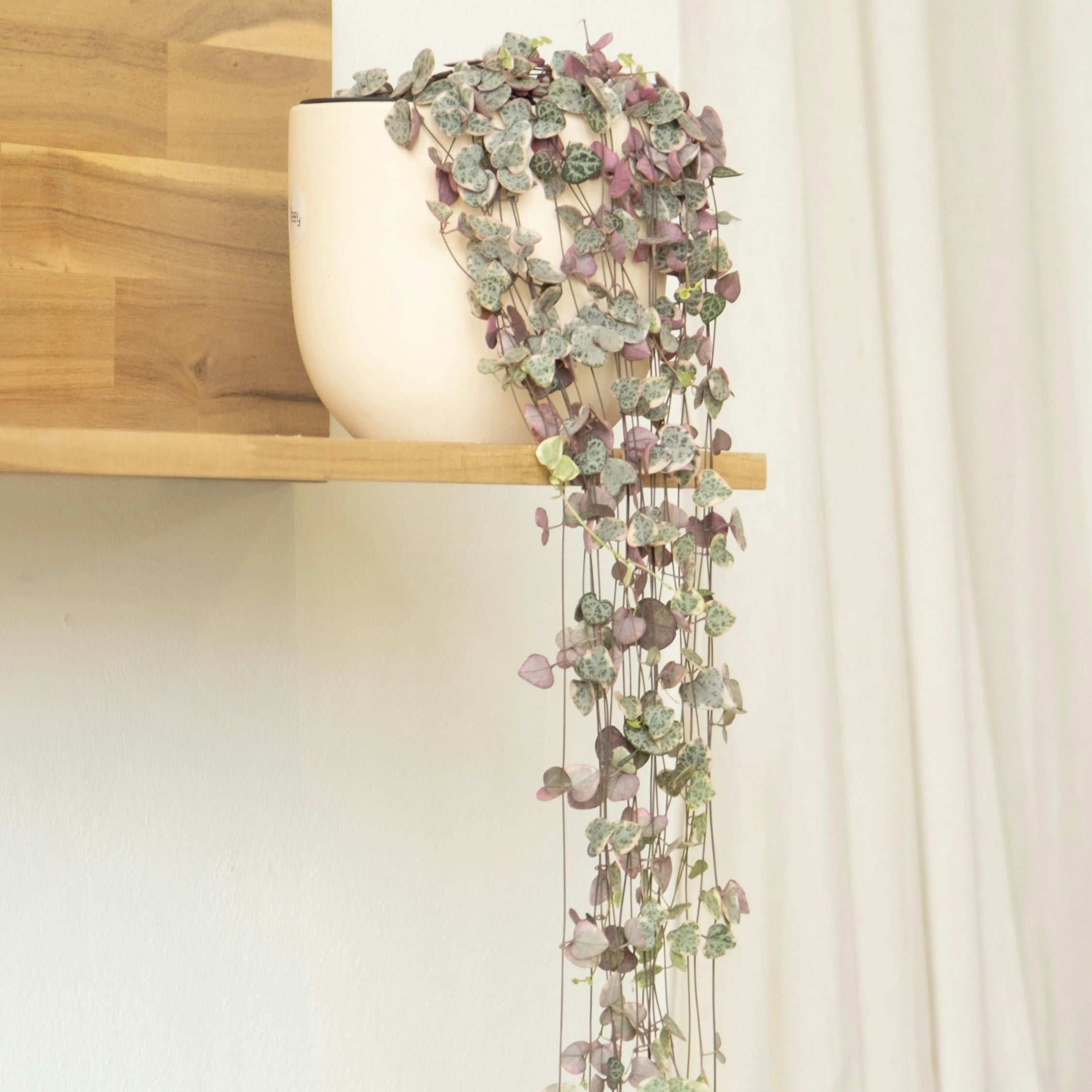 Chaîne des cœurs - Ceropegia linearis Woodii - Hauteur 20-30cm - ⌀14cm - 7