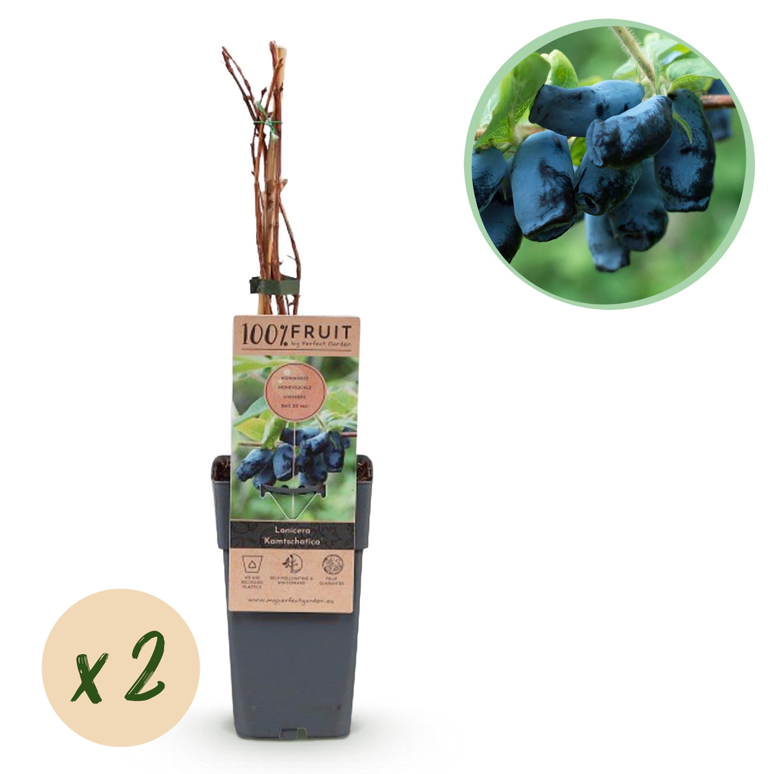 Lonicera caerulea Kamchatika – Krzew owocowy – 2 rośliny – Doniczka 15 cm – Wysokość 50 cm