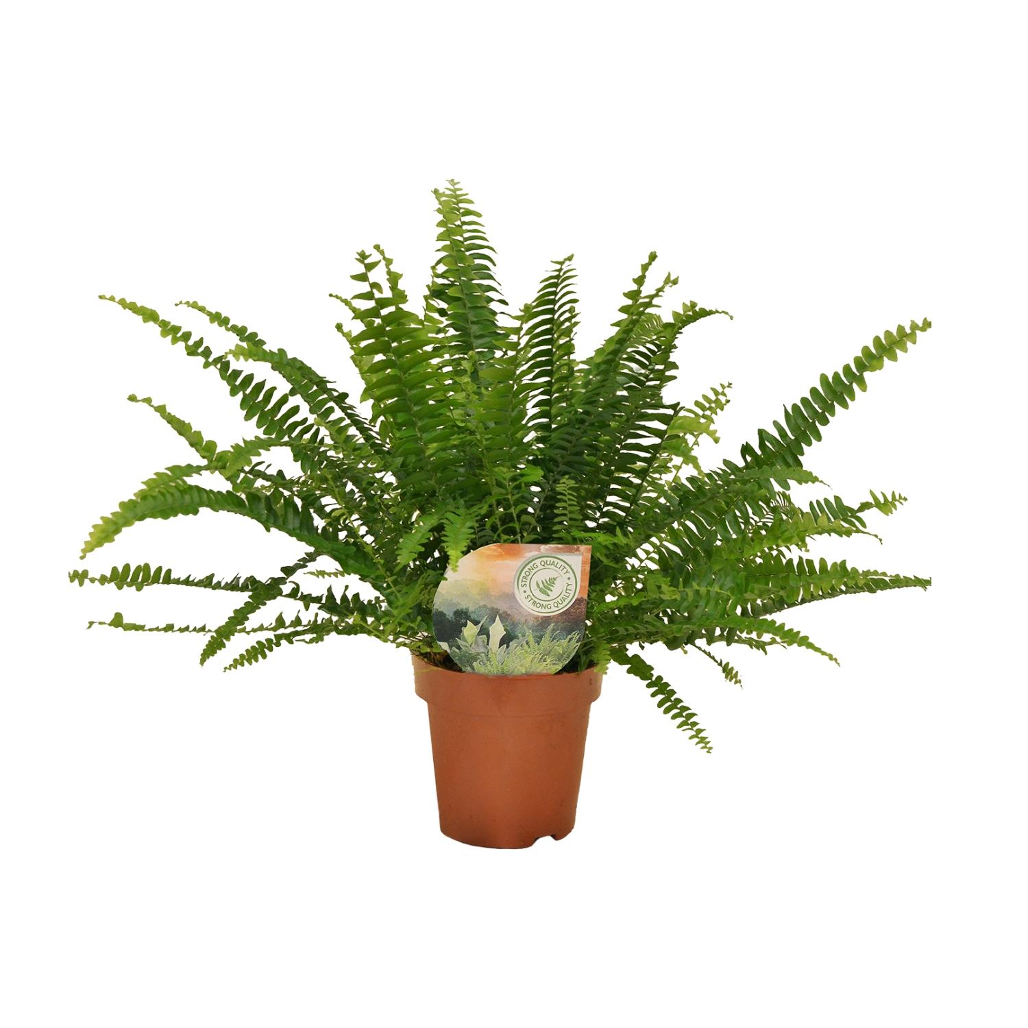 Paprotka Nephrolepis Green Lady Ø12cm - 30cm, roślina oczyszczająca powietrze do wnętrz