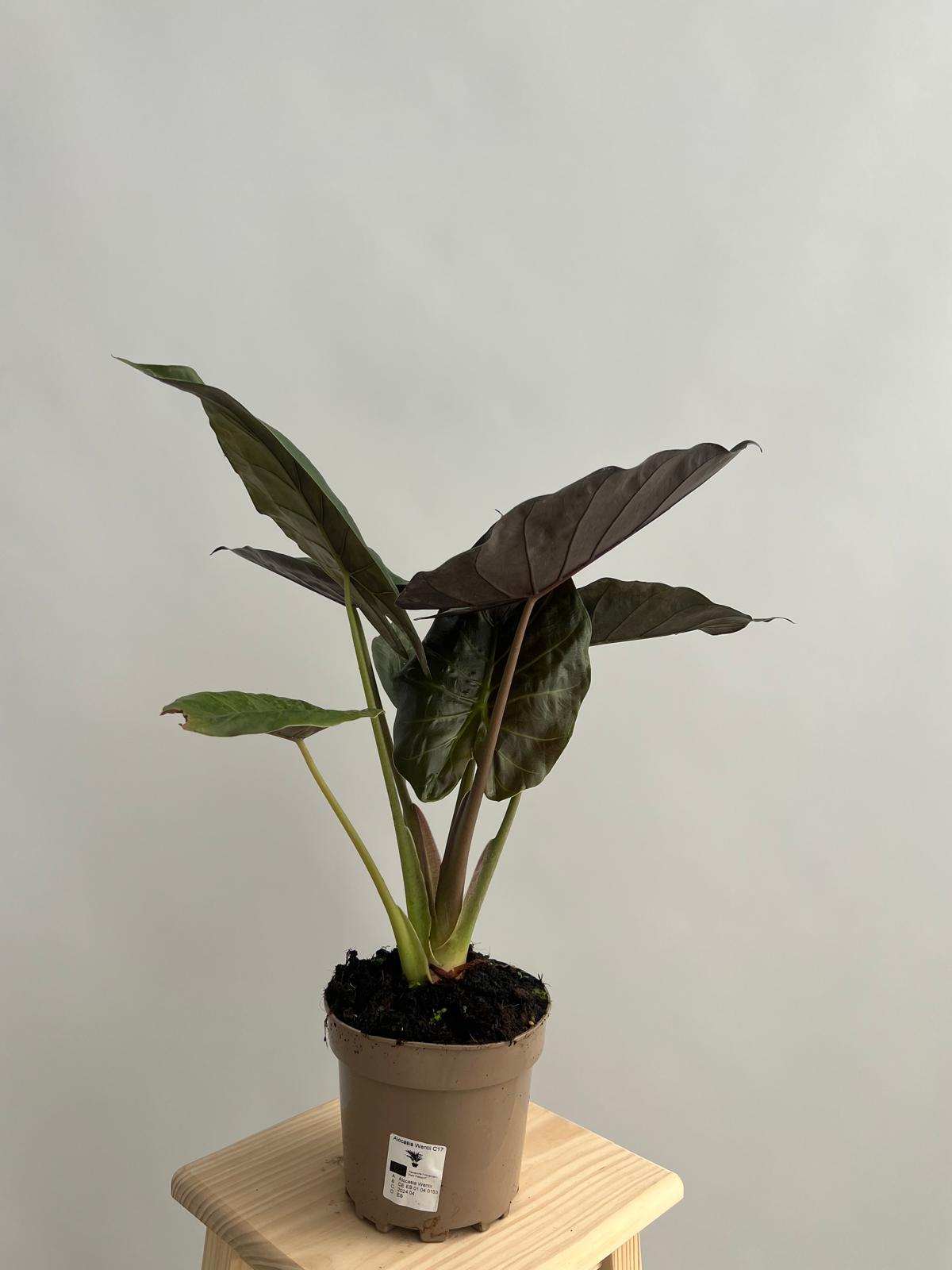 Oreja de Elefante de Wentii - Alocasia Wentii Planta Natural M17