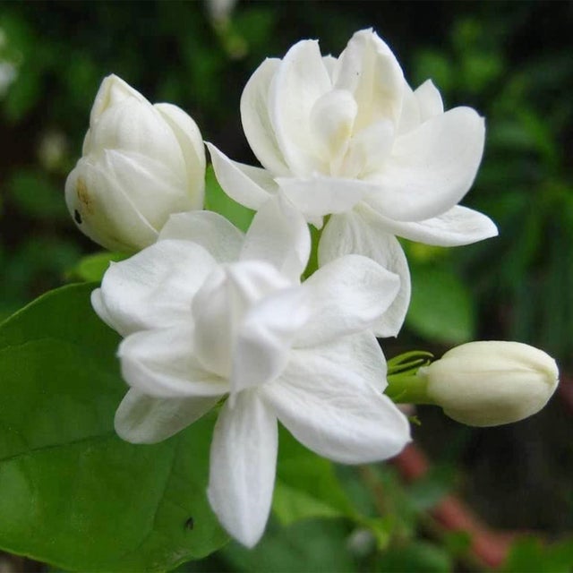 200 graines de jasmin à fleurs doubles, une variété de jasmin de Sabah, idéale pour les jardins et les balcons.