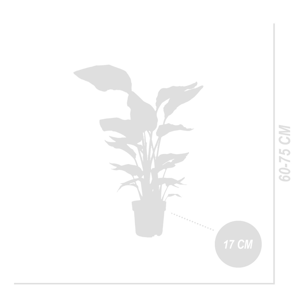 Strelitzia Nicolai - Plante Strelitzia - Oiseau de paradis - Plante d'intérieur grande - H. 70-80 cm - 7