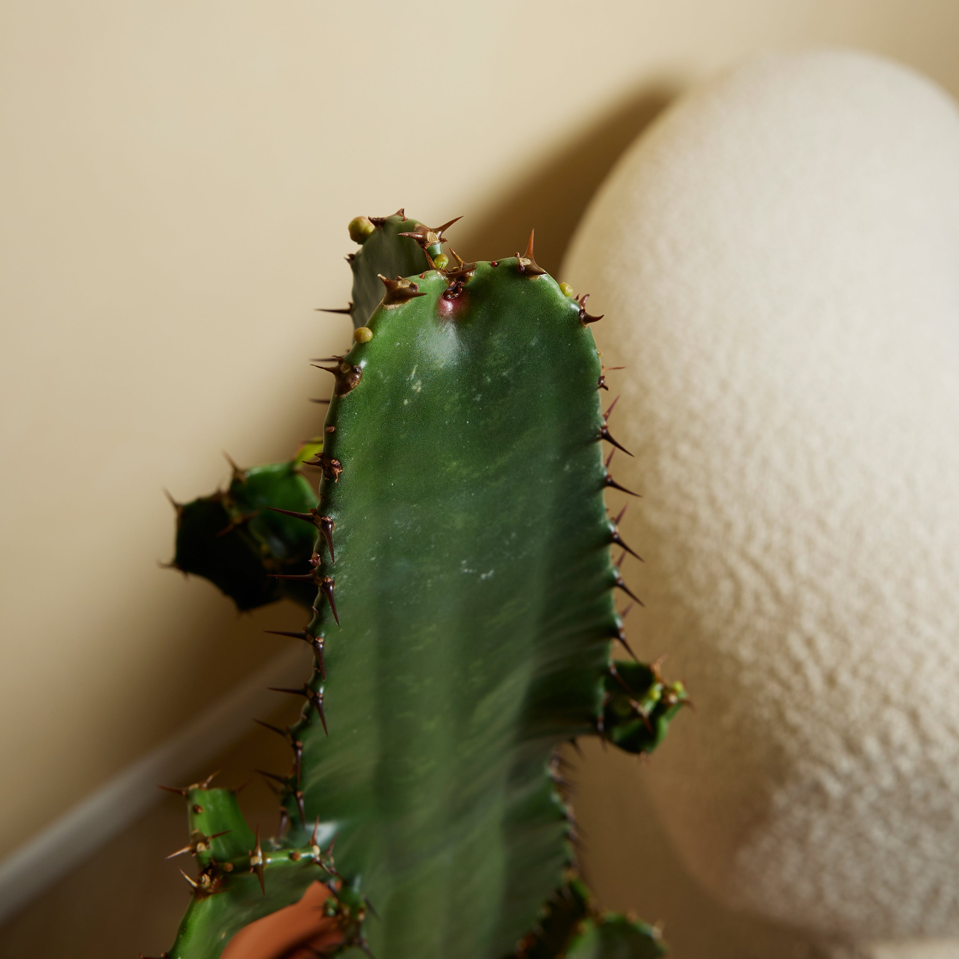 Lot de 2 - Euphorbia Acrurensis - Euphorbe - Cactus - Plantes d'intérieur - H. 60-70 cm - P. 17 cm - 3