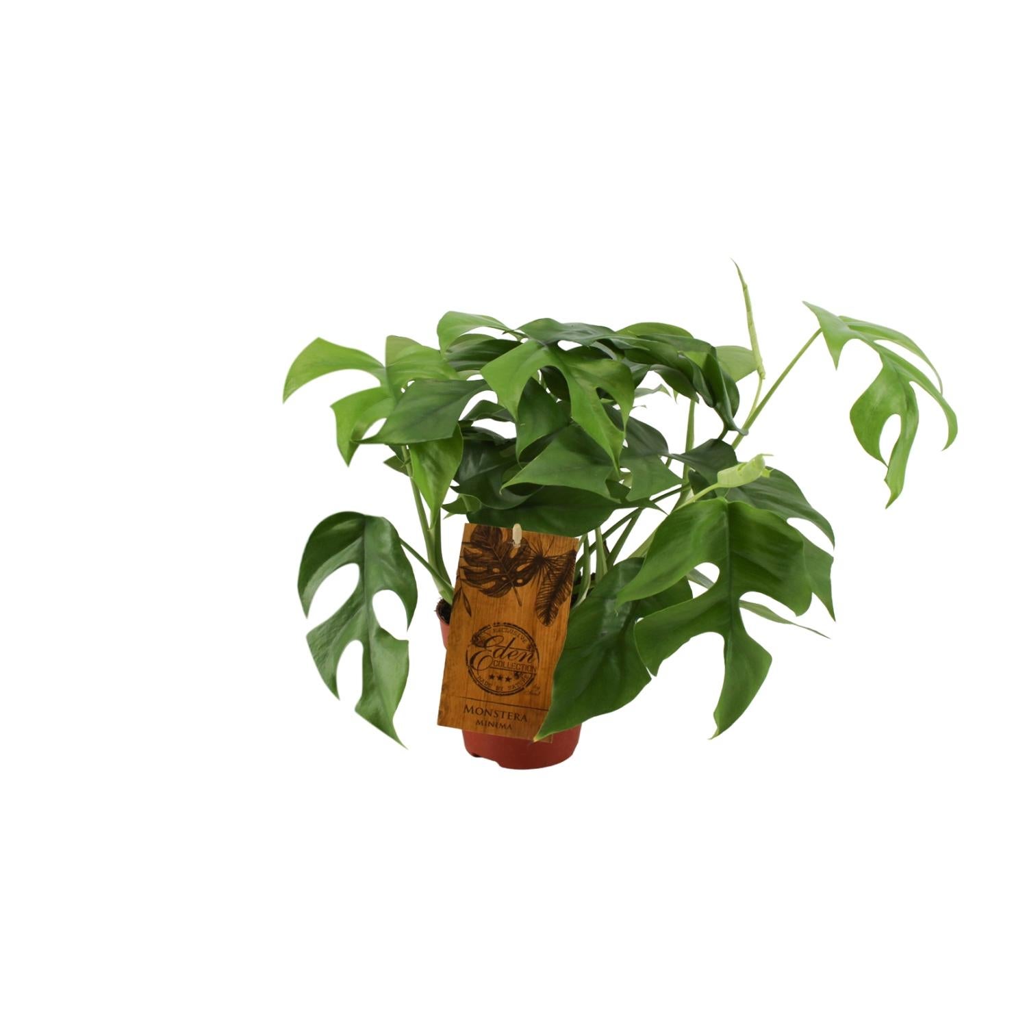 Monstera Minima - Roślina doniczkowa - Doniczka Ø12cm - Wysokość 30cm