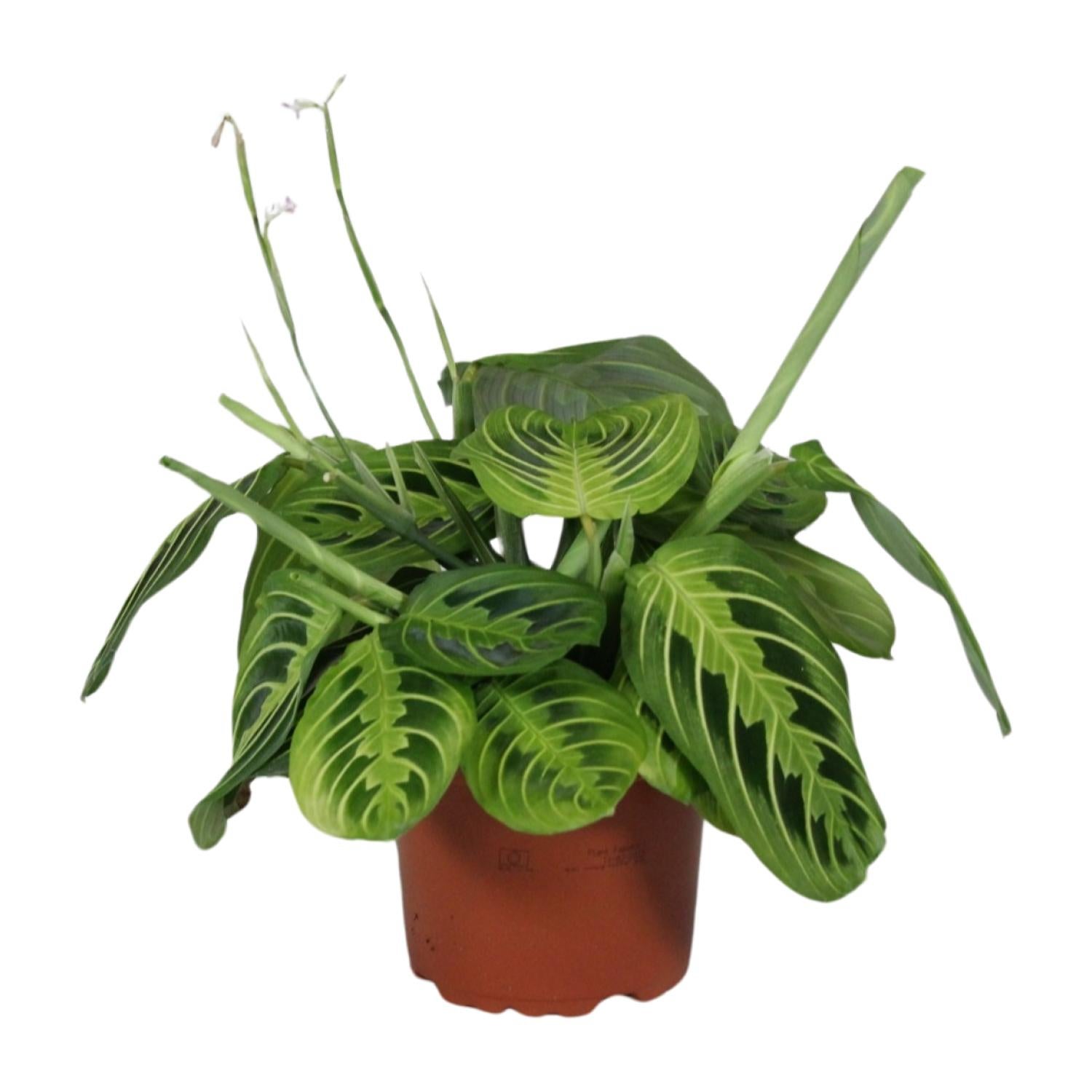 Maranta Leuconeura Fascinator Lemon Lime - Roślina doniczkowa - Doniczka Ø12cm - Wysokość 30cm
