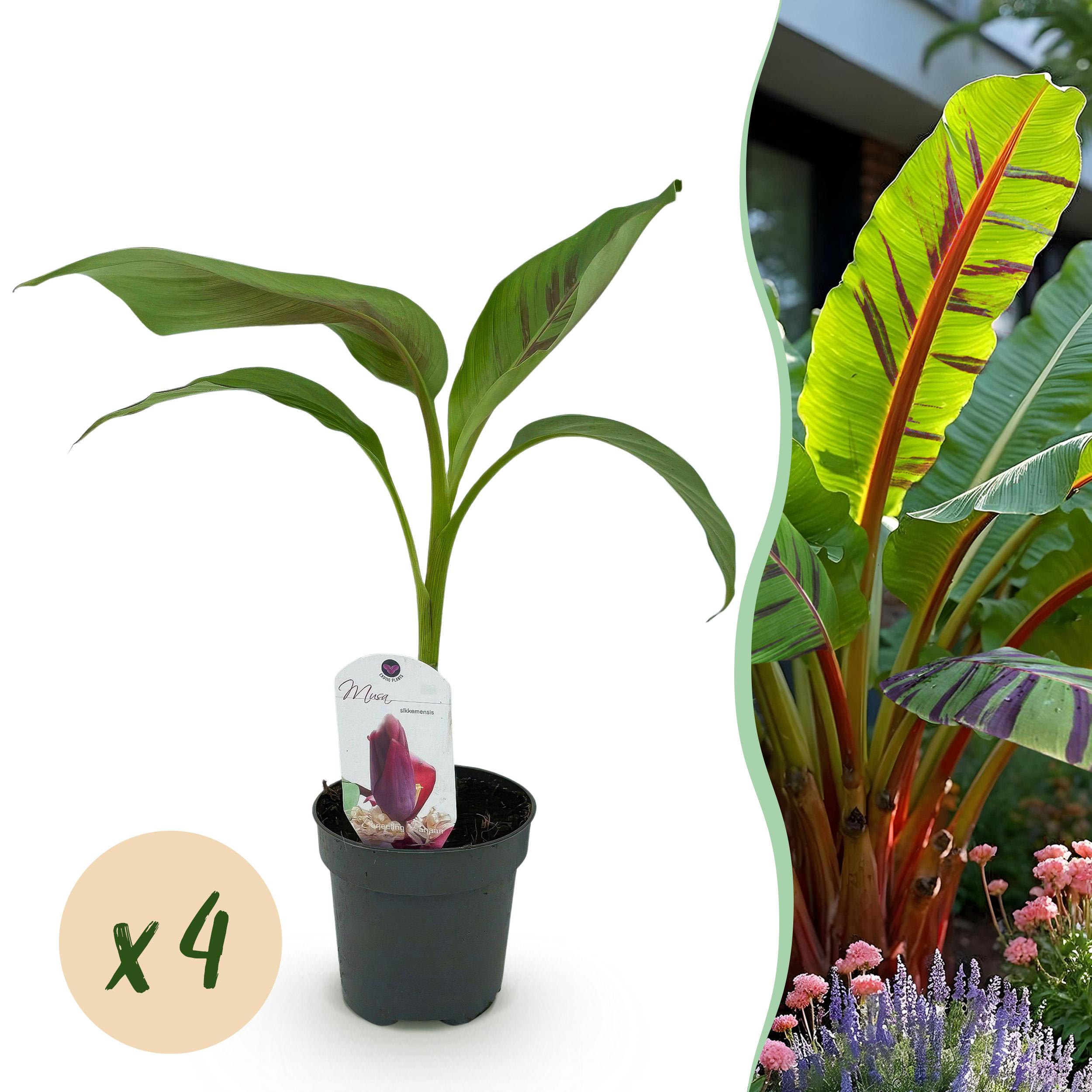 Green boutiQ Bananowiec ozdobny Musa sikkimensis Red Tiger mrozoodporny – 4 rośliny – Doniczka 12 cm – 30 cm