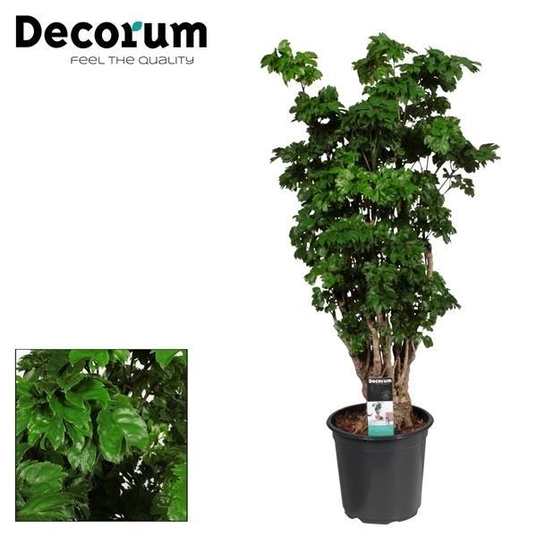 Polyscias Roble Vertakt - Elegancka roślina doniczkowa - Doniczka Ø21cm - Wysokość 80cm