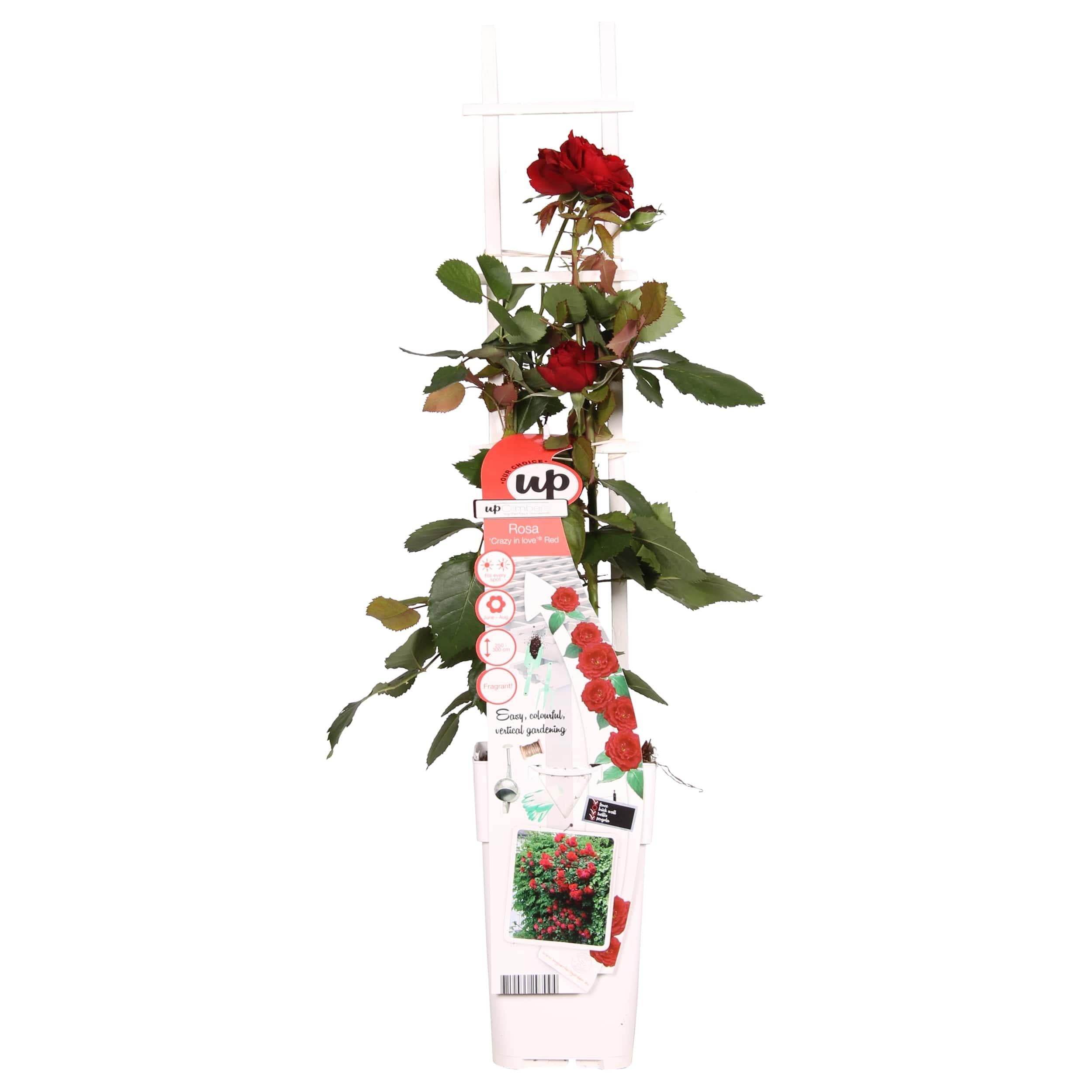 Rosa Crazy in Love 'Red' - Róża pnąca czerwona - 15cm - 65cm