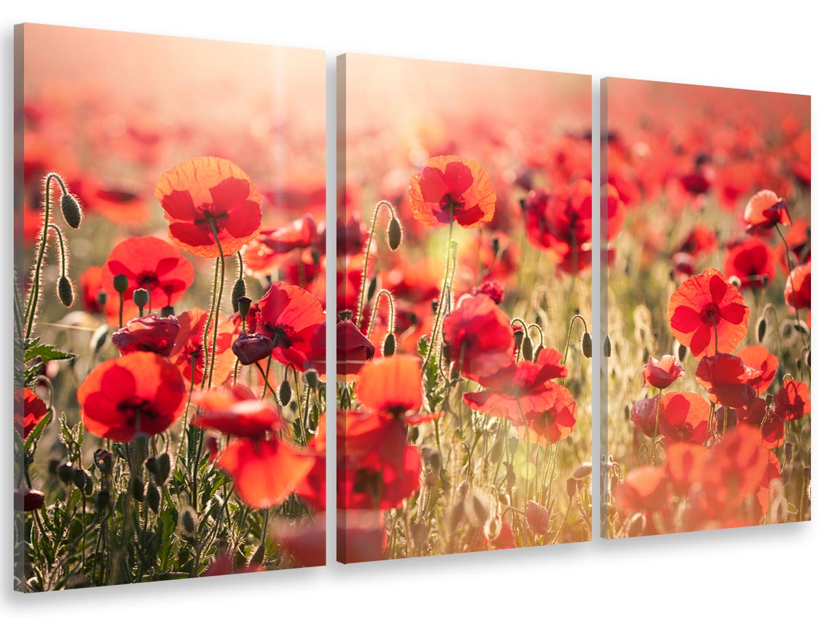 Cuadro tríptico, cuadro foto deco sobre lienzo impreso amapolas nuevas, 90x60cm