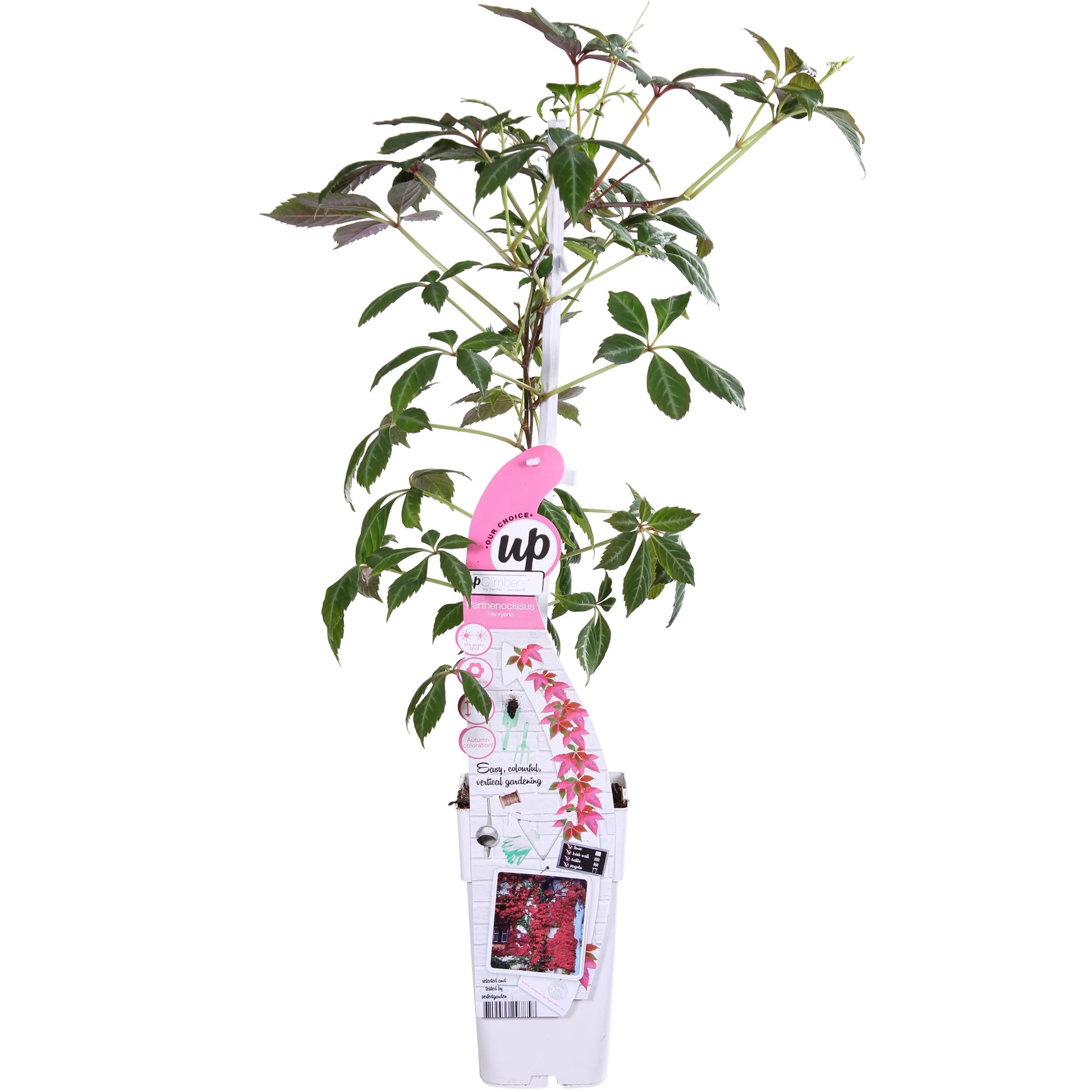 Parthenocissus henryana - Chińska dzika winorośl srebrzystolistna - 15cm - 65cm