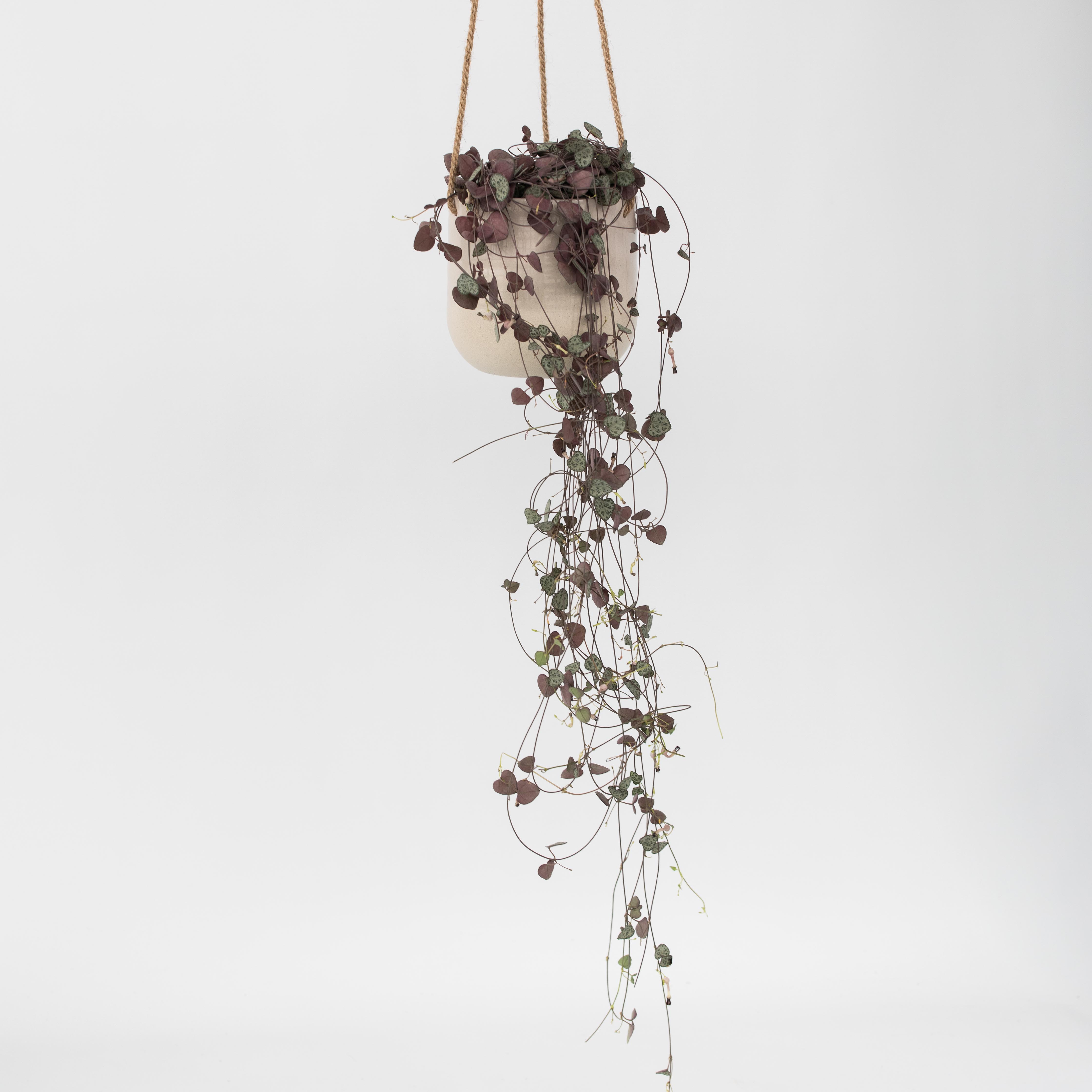 Chaîne des cœurs - Ceropegia linearis Woodii - Hauteur 20-30cm - ⌀14cm - 6