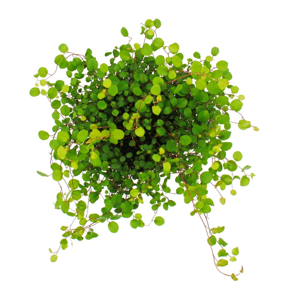 Plante d'intérieur - Mühlenbeckia complexa - kiwi knotgrass - pot de 12cm - 2