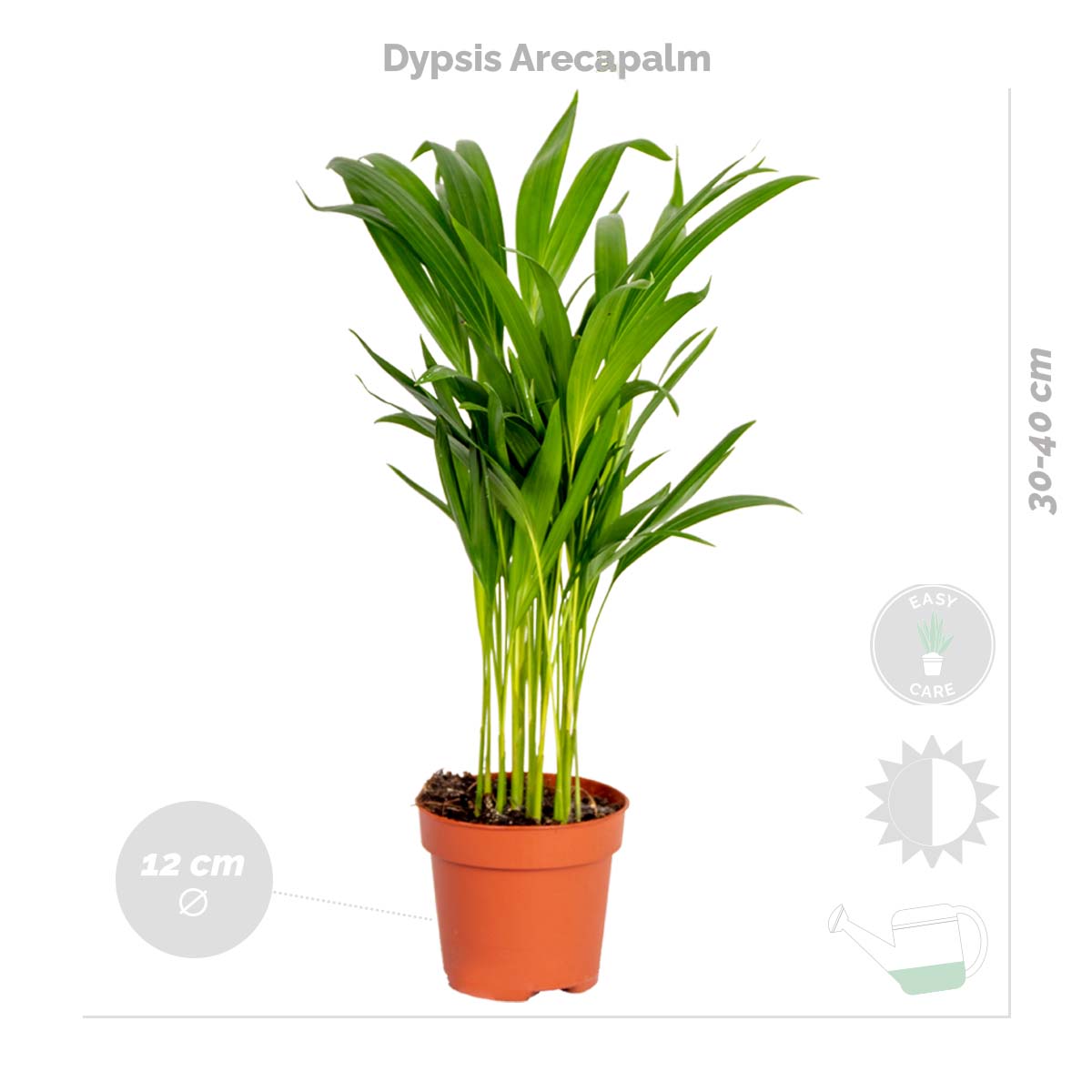 Lot de 4 - Mélange dépolluant - Dracaena, Dypsis, Chamaedorea, Chlorophytum - H. 20-40 cm - P. 12 cm - 6