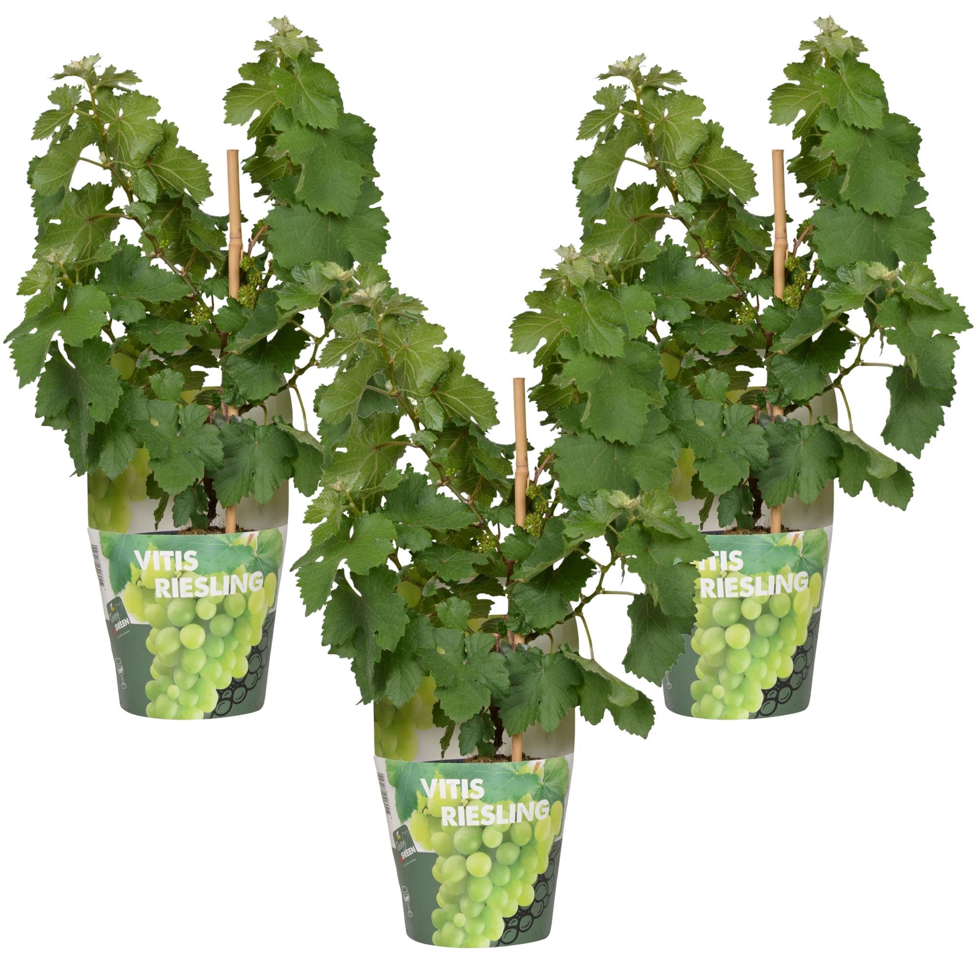 Vitis Pixie 'Riesling' - Plante grimpante fruitière Ø14cm ↕30cm (lot de ...