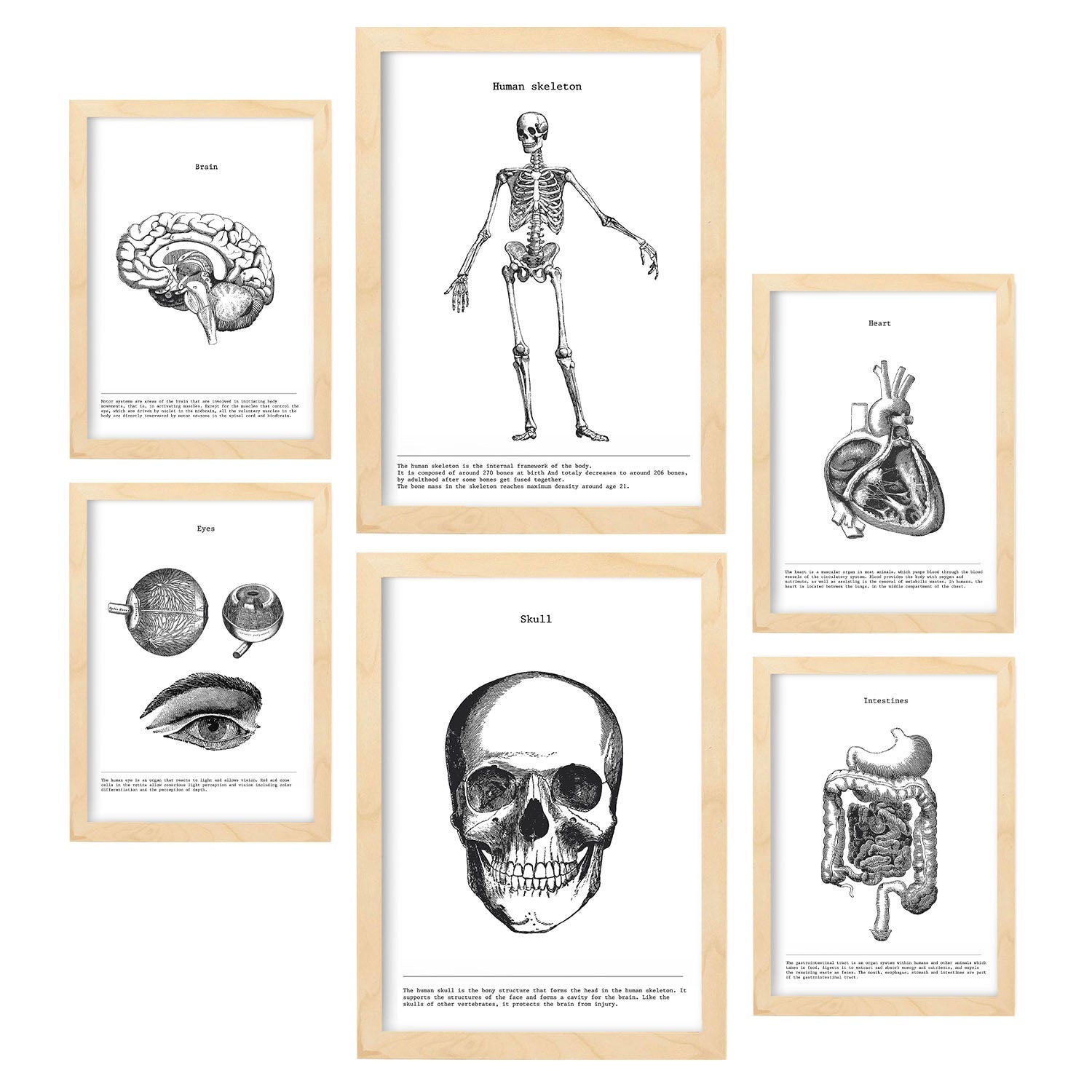 6 Affiches Ensemble De Ã «roganos Y Bones. Collection De Feuilles Avec ...