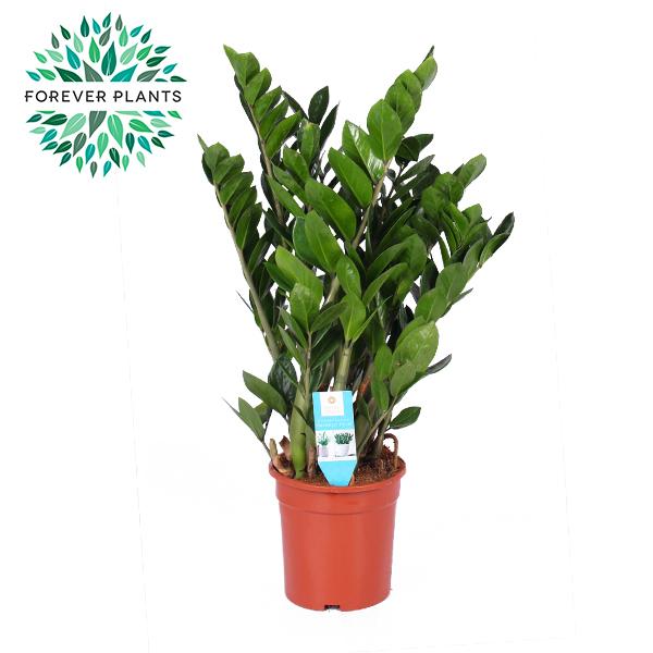 Zamioculcas Zamiifolia - Roślina doniczkowa ZZ - Błyszczące liście - Doniczka Ø21cm - Wysokość 95cm