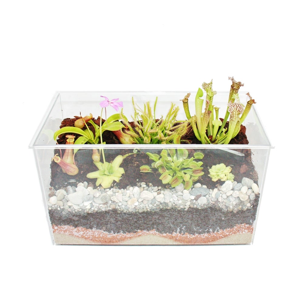 Plantes carnivores - Aquarium pour l'auto-plantation - moyen - 3