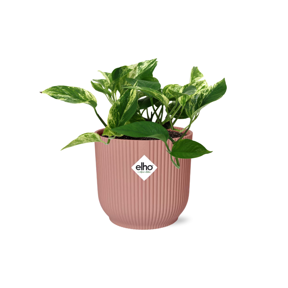 Scindapsus Epipremnum Marble Queen w doniczce ozdobnej ELHO Vibes Fold Ø14cm Różowy – Roślina doniczkowa oczyszczająca powietrze