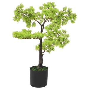 bonsai seigen Seigen  Mendocino Maples Nursery