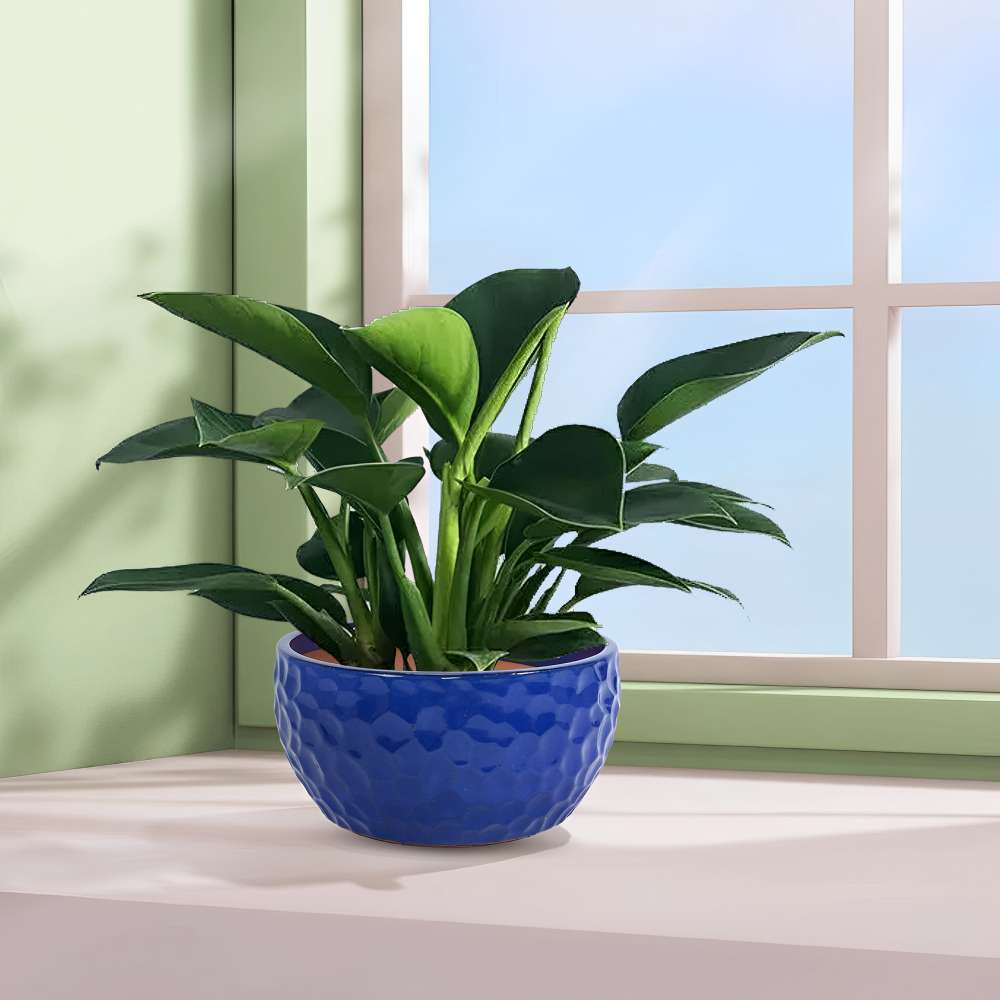 Set 3 pots céramique Ø38,1/30,5/25,4 cm bleu cobalt martelé, succulentes/violettes, intérieur/extérieur, argile respirante - 5
