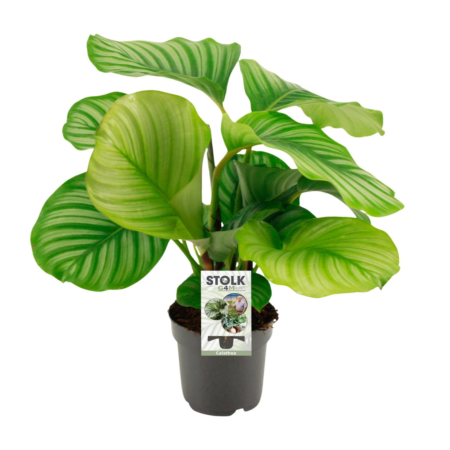 Calathea Orbifolia - Tropikalna roślina doniczkowa - Dekoracyjne liście Ø14cm - Wysokość 50cm