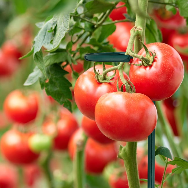 Tuteurs à Tomates Relaxdays - Lot De 8 En Acier Vert Foncé - Longueur 80 Cm - Pour Jardin, Balcon, Terrasse