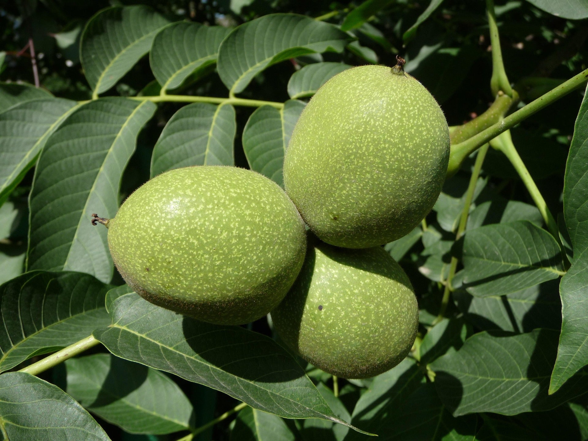 noyer commun 'Fernor' Juglans regia 'Fernor' - 5