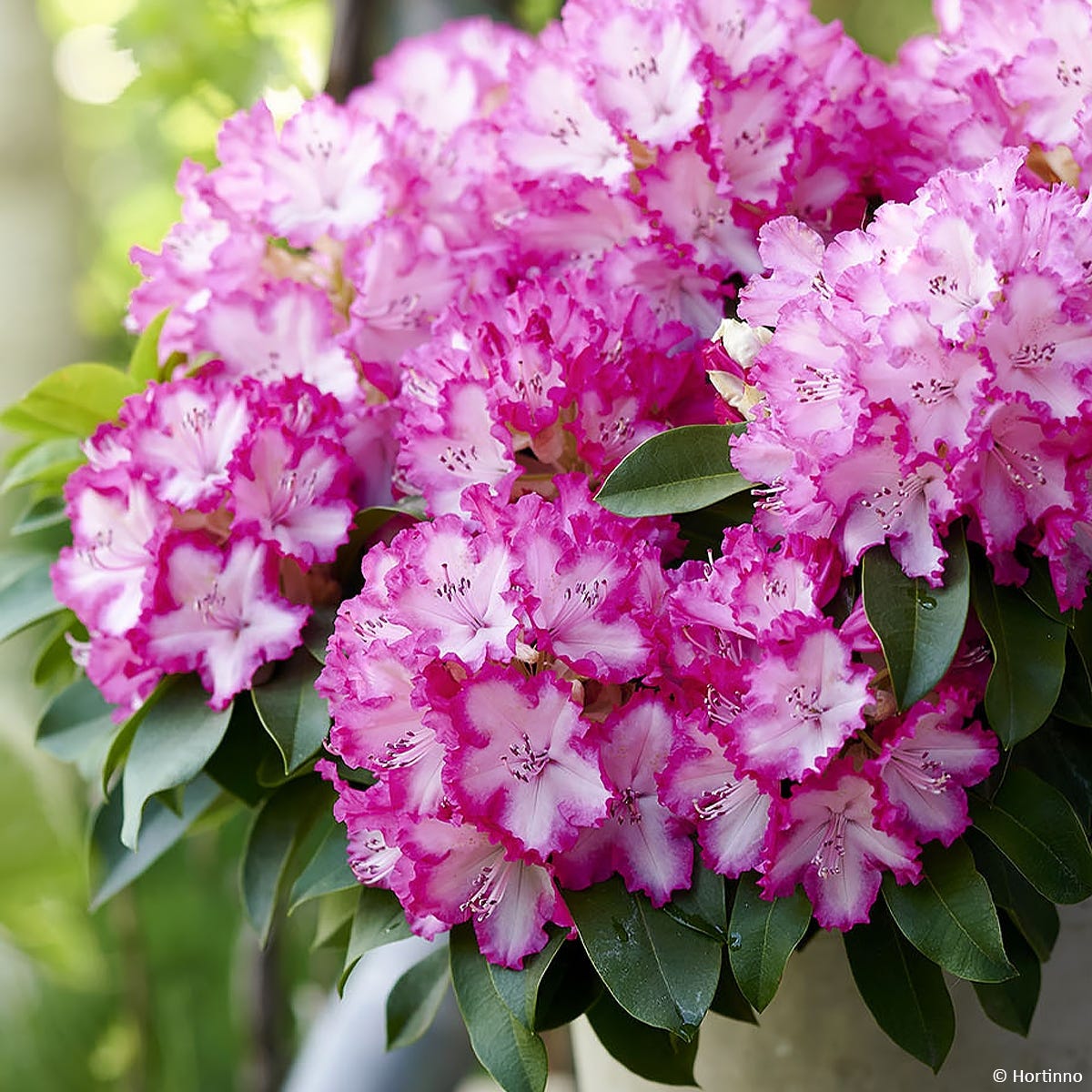 2l Pot Rhododendron Rhododendron 'XXL' Pot de 2L/3L | Leroy Merlin