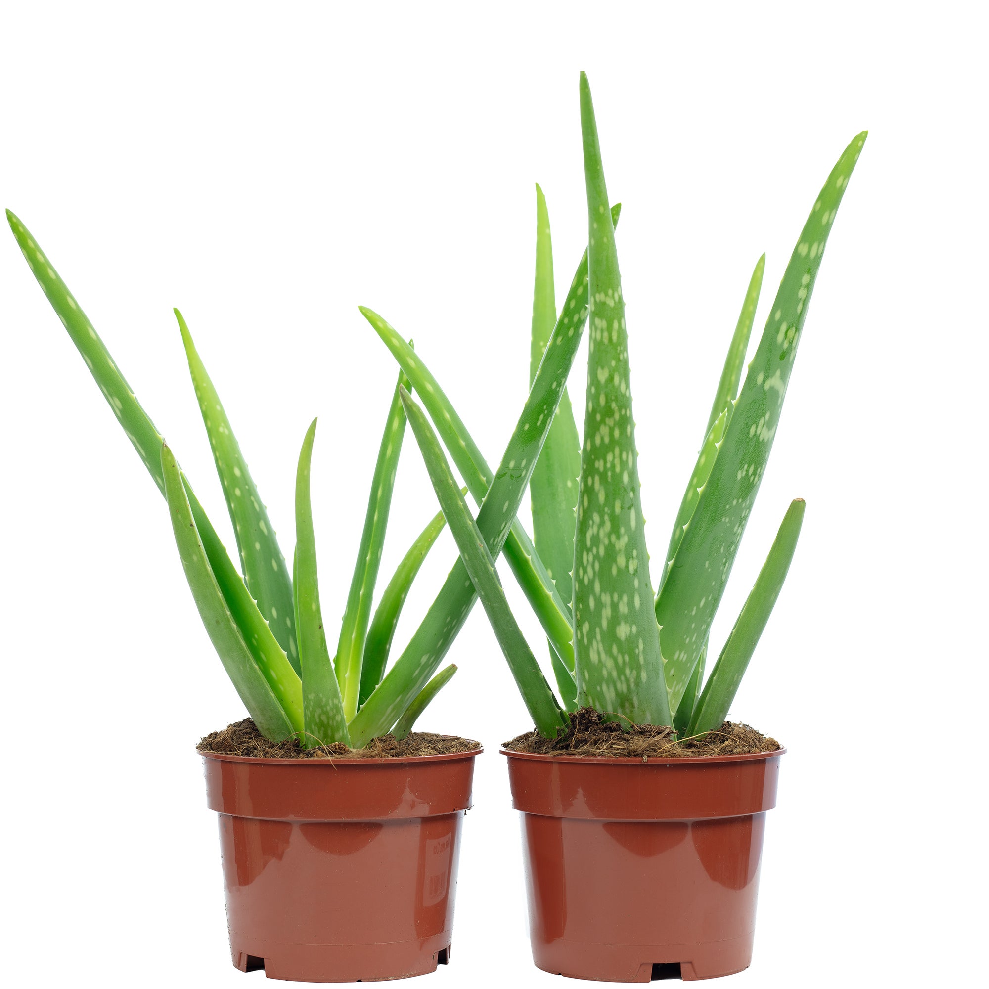aloe vera gel desinfizierend DESINFEKTIONSMITTEL für die Hände – Mariechen.wien