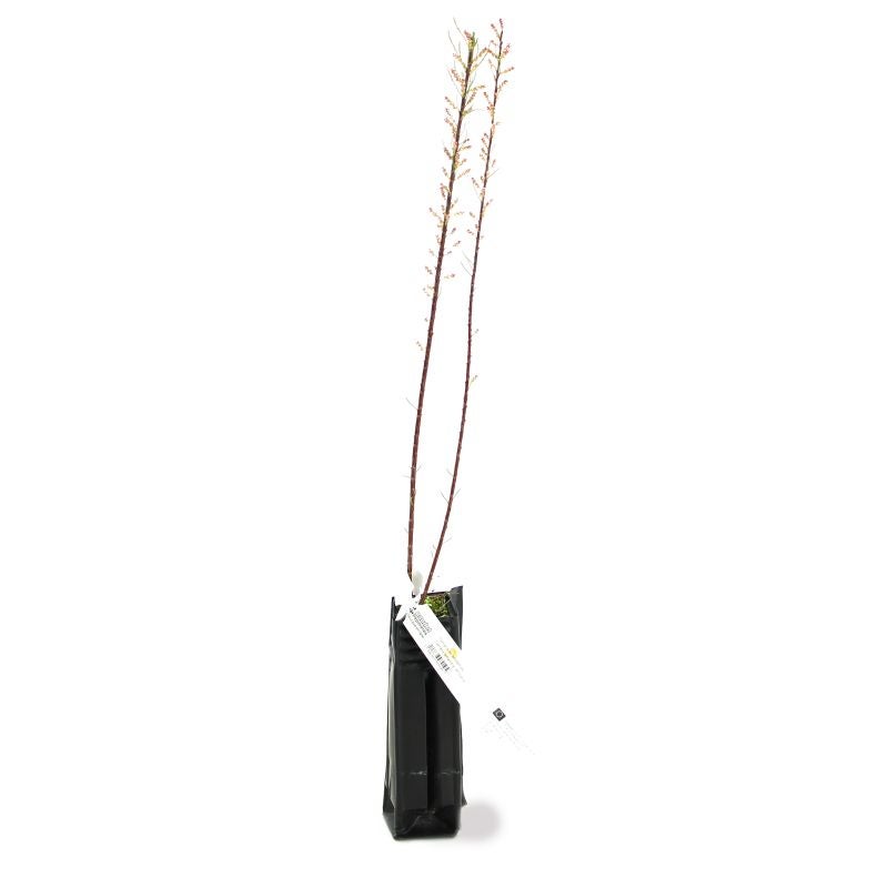 Tamaris de Printemps (Tamarix tetrandra 'Africana') - Godet - Taille 20/40cm - Pépinières Naudet - 3