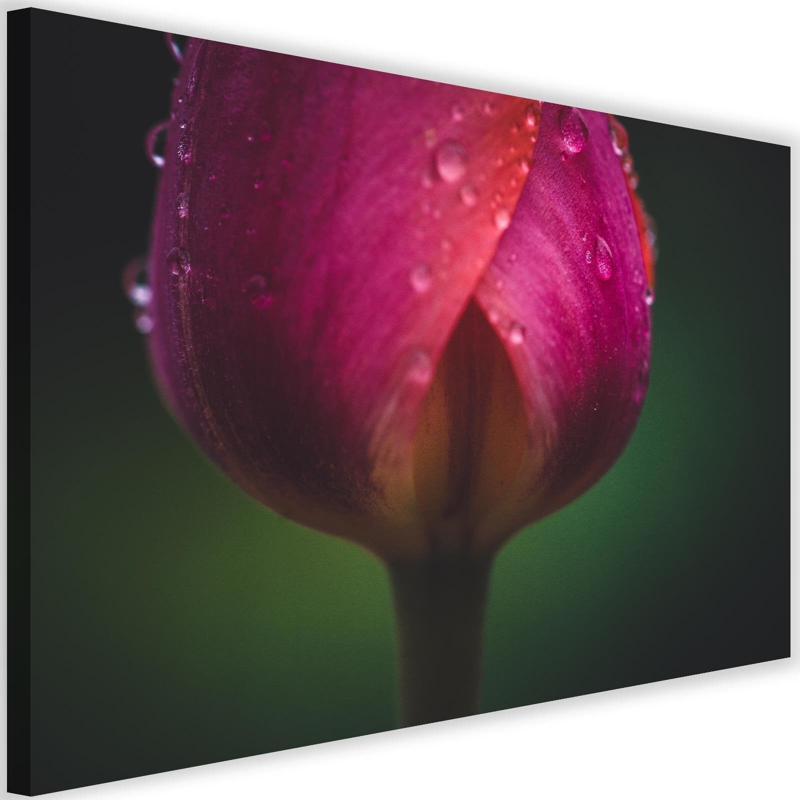 Obraz na płótnie, Pąk i rosa 90x60