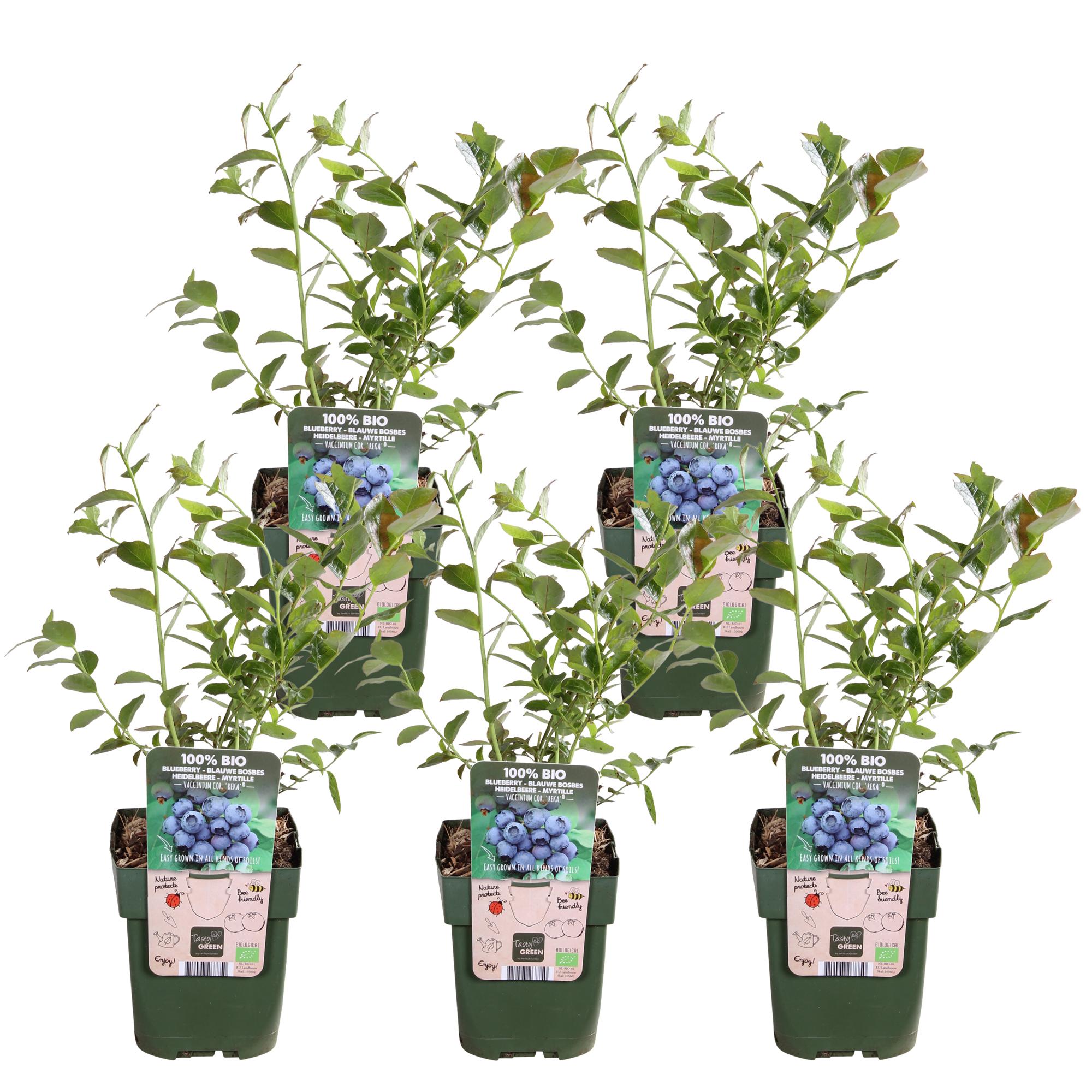 5x Vaccinium corymbosum 'Reka' H45cm – Borówka samopylna, owoce zielone ekologiczne
