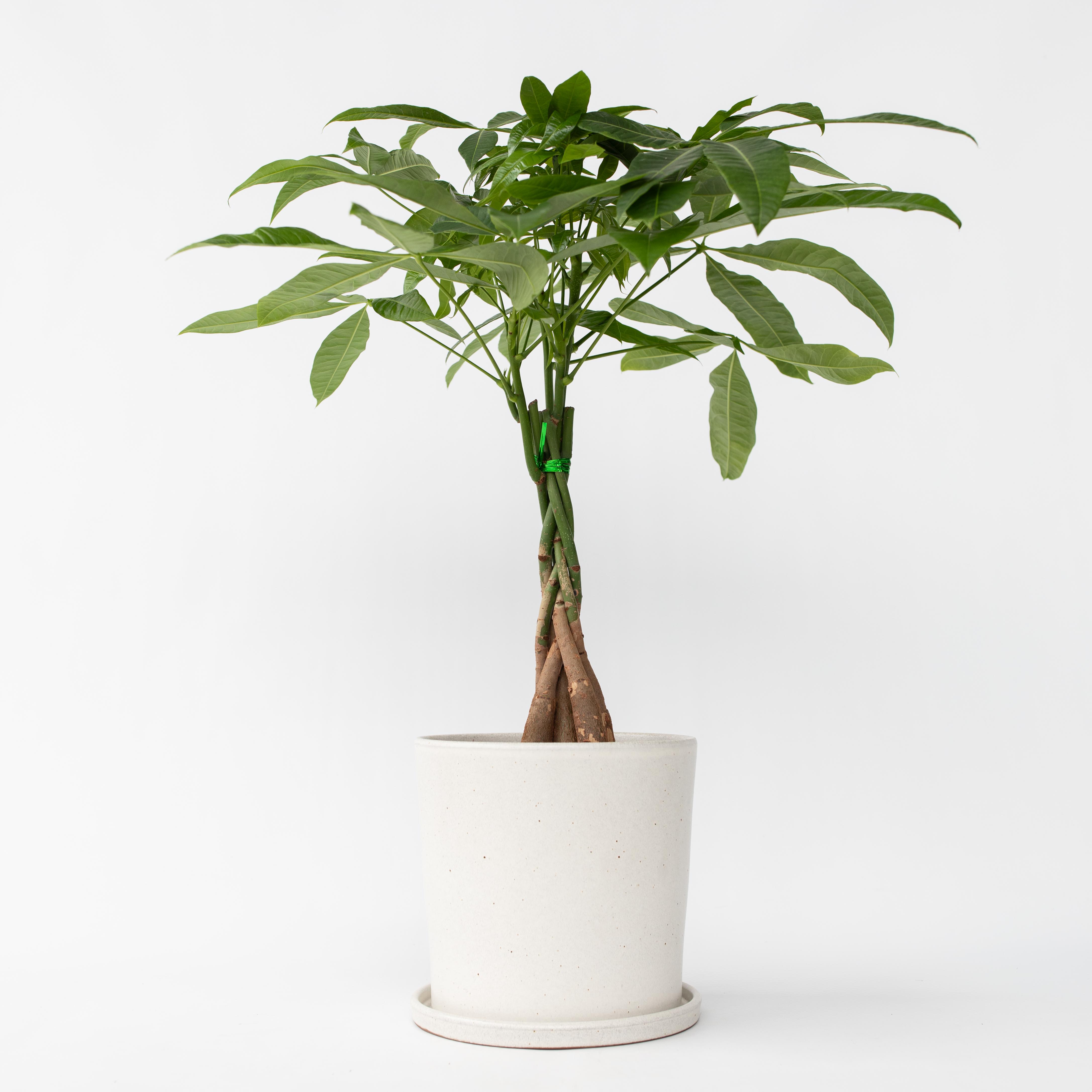 Arbre à argent - Pachira aquatica - Hauteur 60-70cm - ⌀17cm - 6