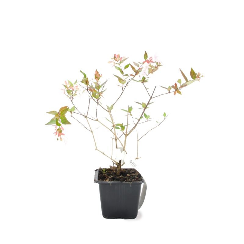 Abélia x grandiflora (Abelia x grandiflora) - Godet - Taille 13/25cm - Pépinières Naudet - 2