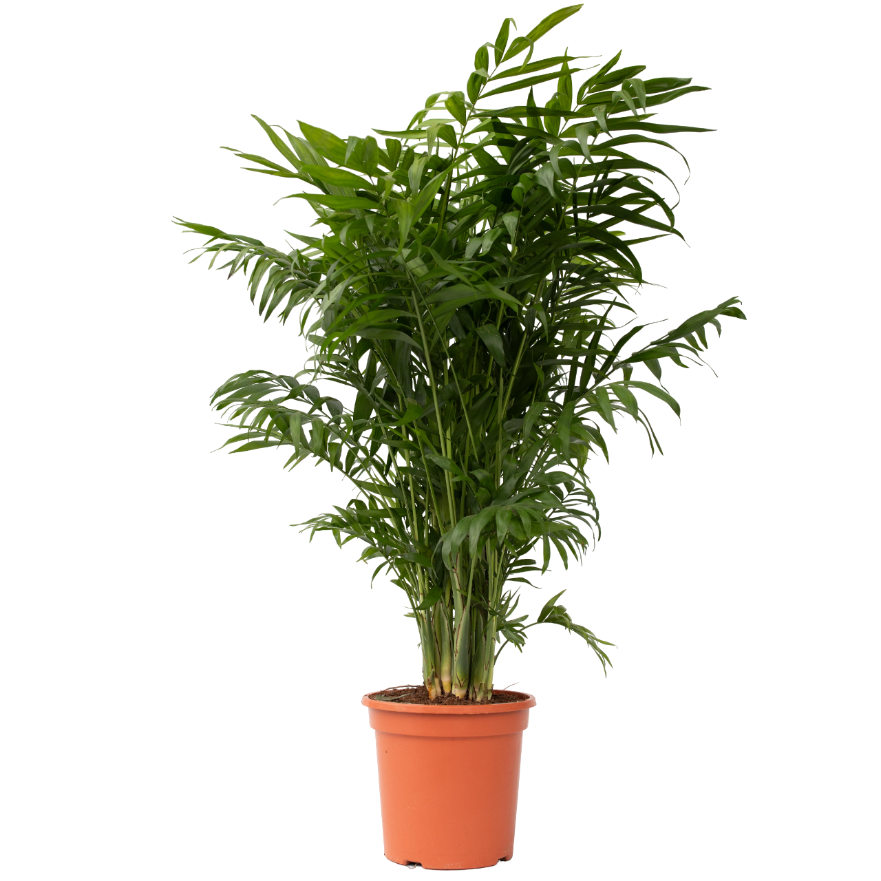 Chamaedorea Elegans Palma - Pianta Alta Di Alta Qualità Da Interni Decorativa Per La Casa - 11